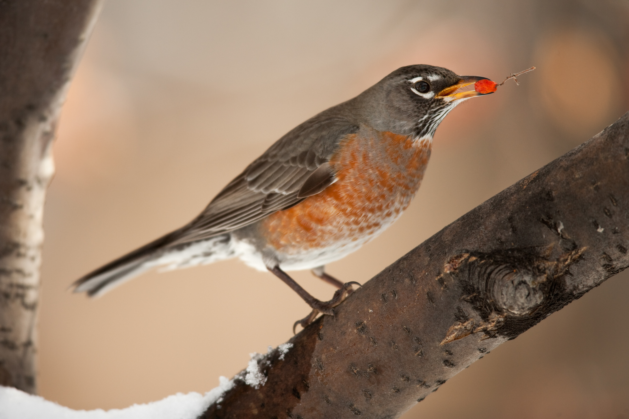 American Robin..旅鸫	