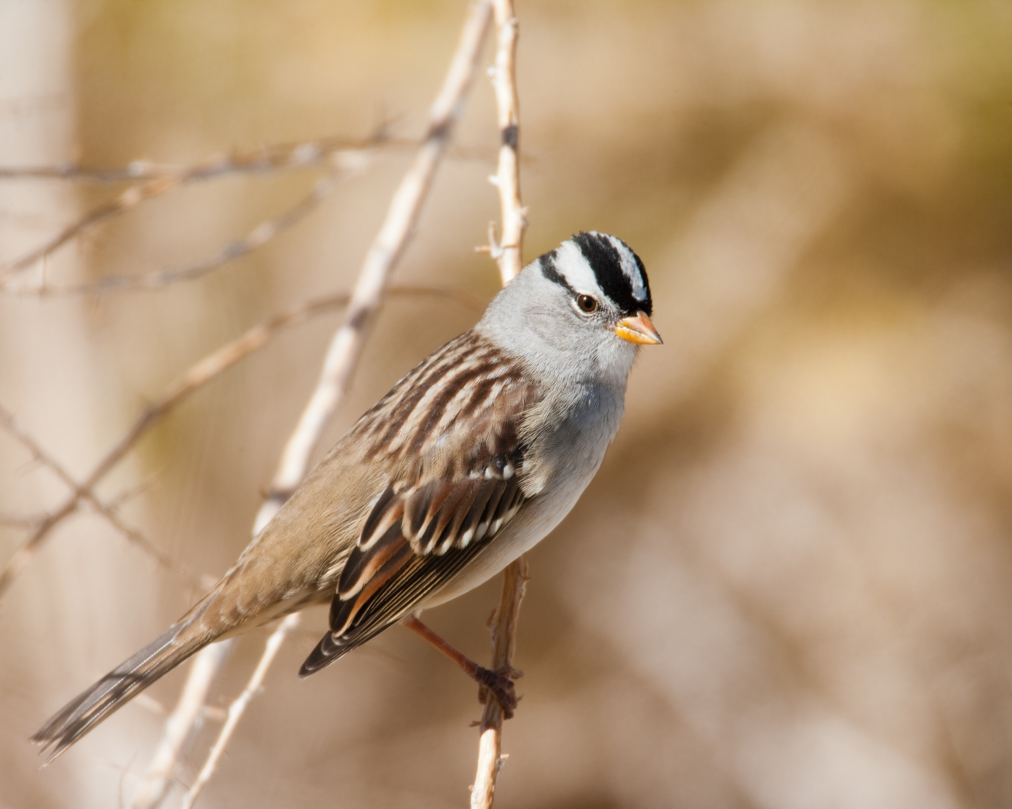 White-crowned Sparrow..白冠带鹀