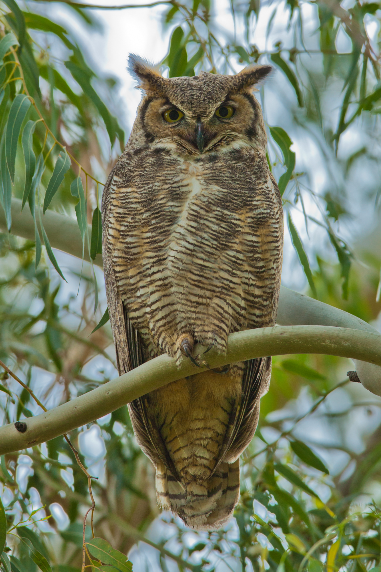 Great Horned Owl..美洲雕鸮