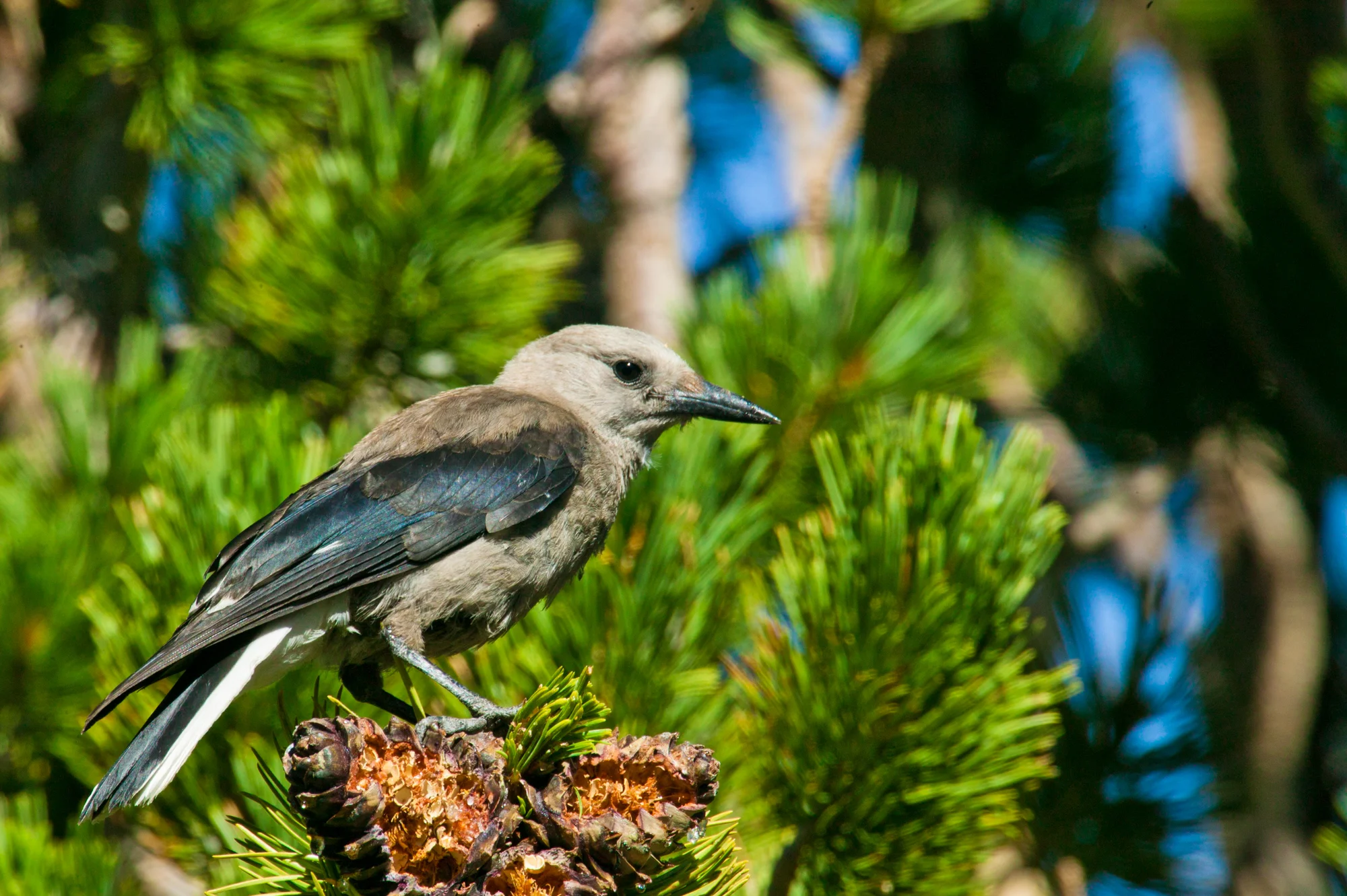 Clark's Nutcracker..北美星鸦