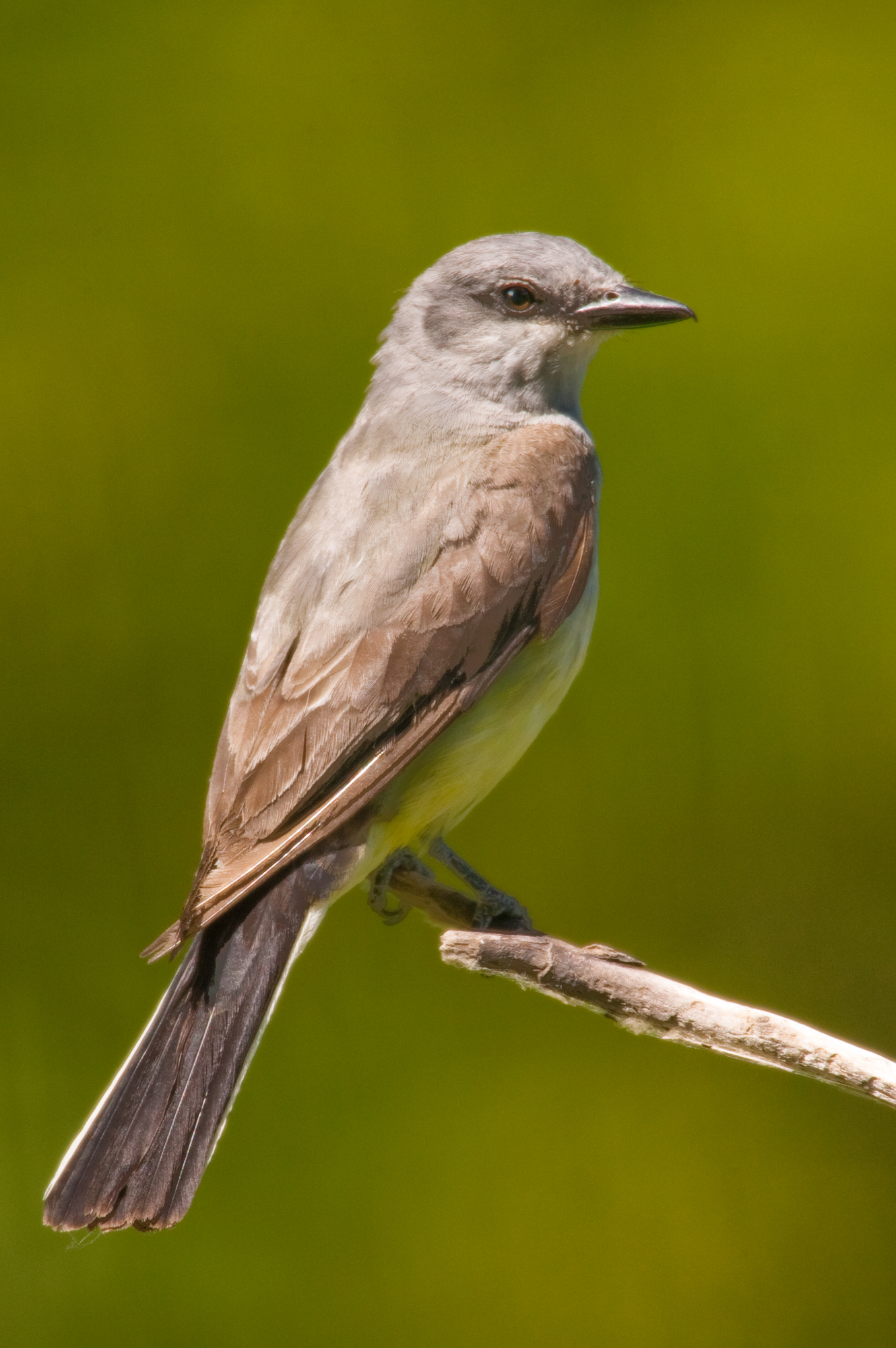 Western Kingbird..西王霸鹟