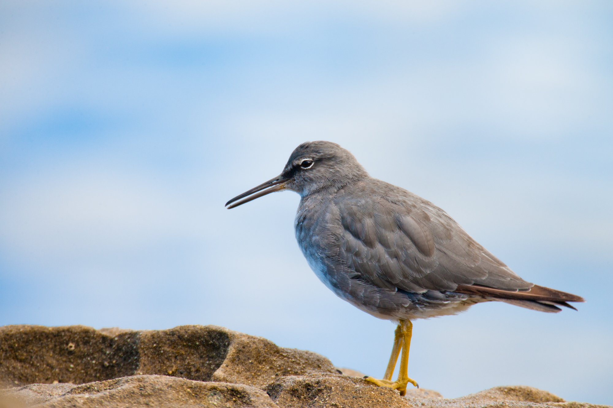 Wandering Tattler..漂鹬	