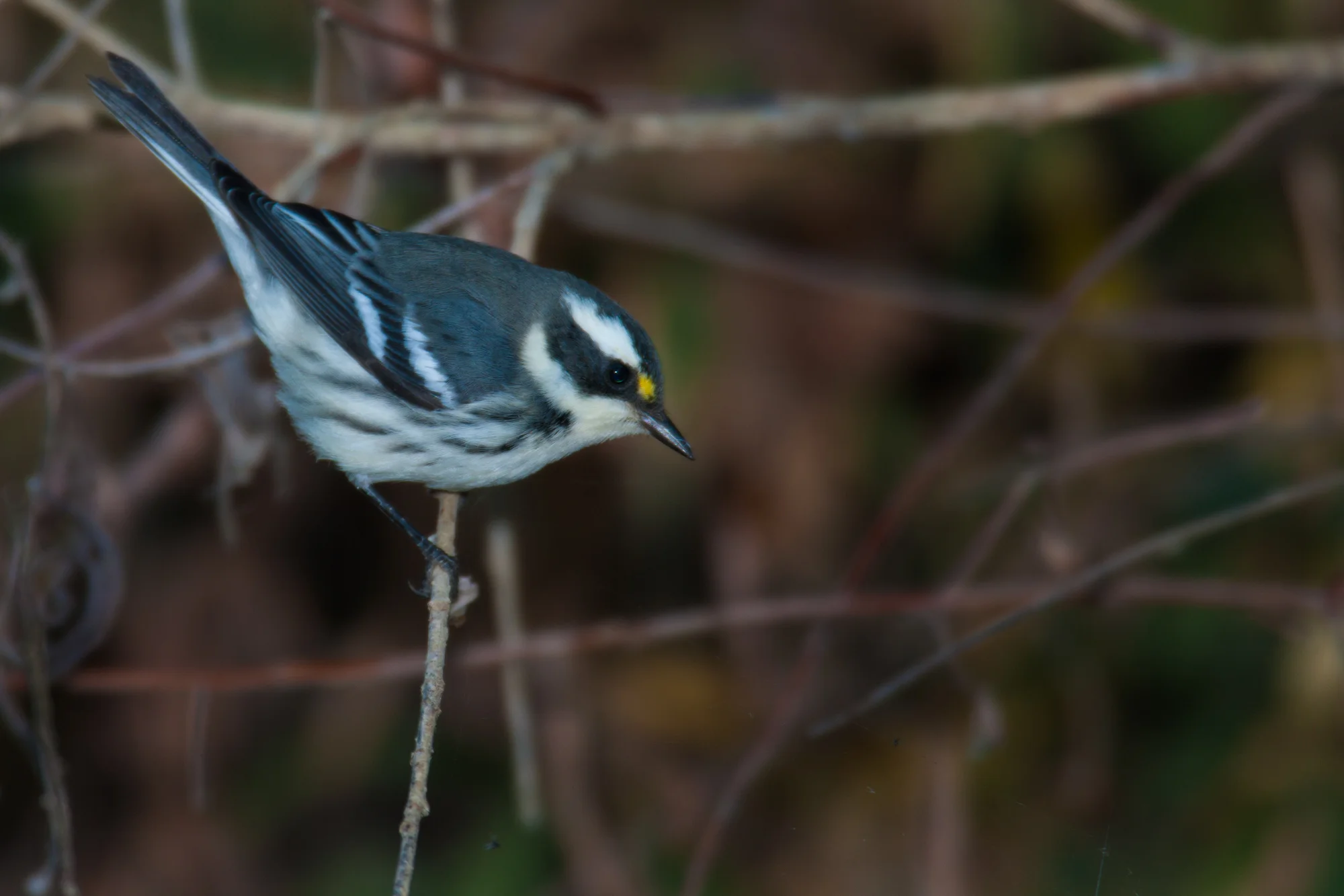 Black-throated Gray Warbler, male..雄性黑喉灰林莺