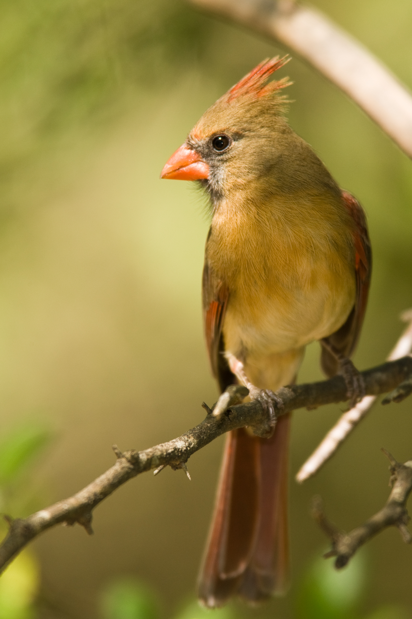 Northern Cardinal, female..雌性主红雀	