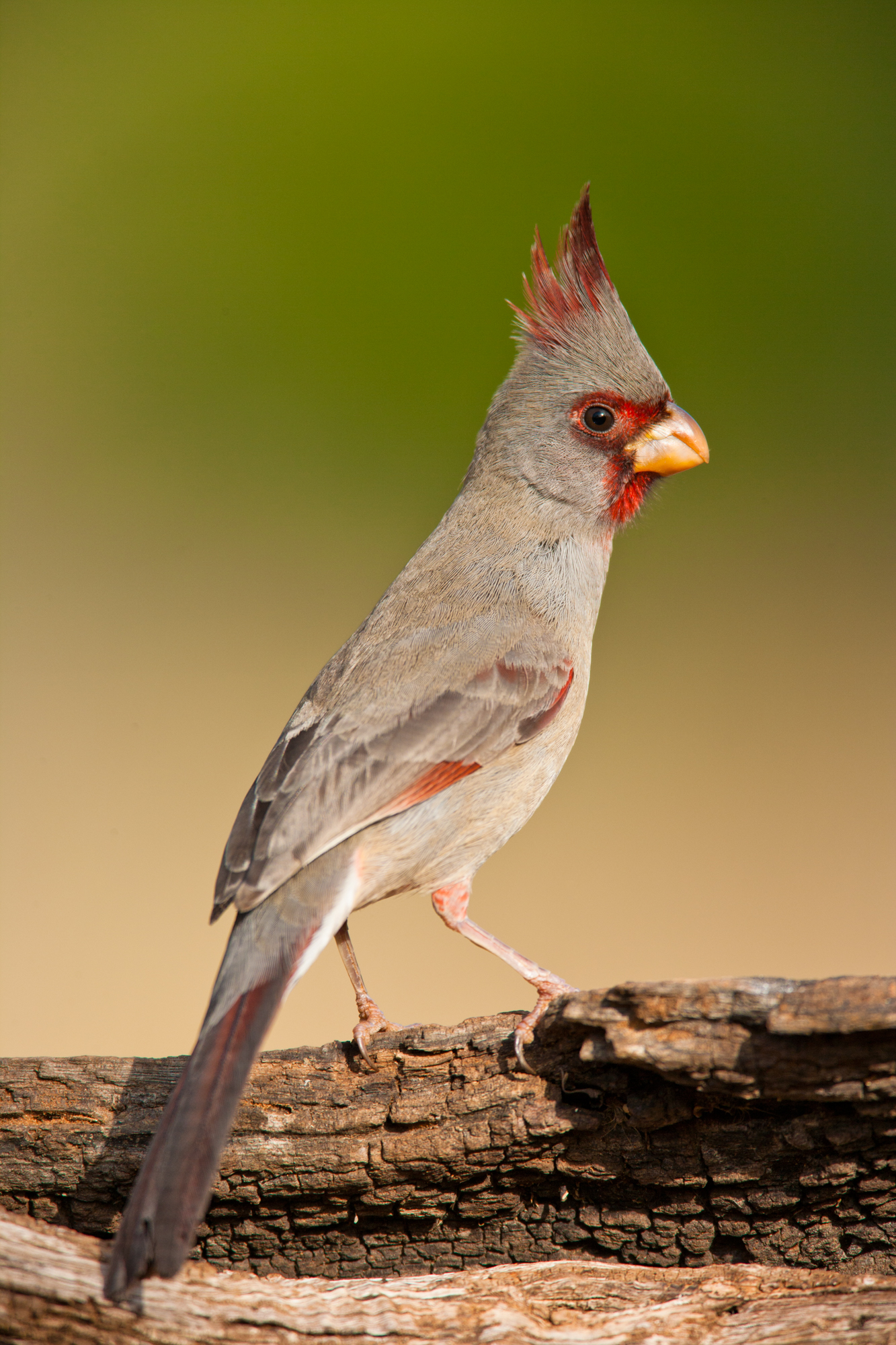 Pyrrhuloxia..灰额主红雀