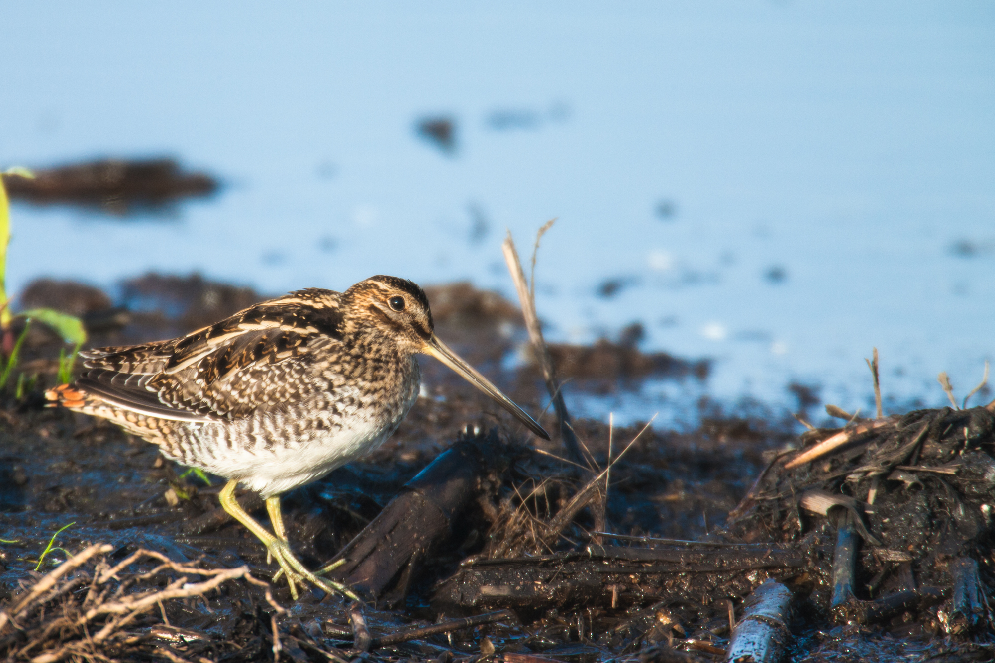 Wilson's Snipe..扇尾沙锥	