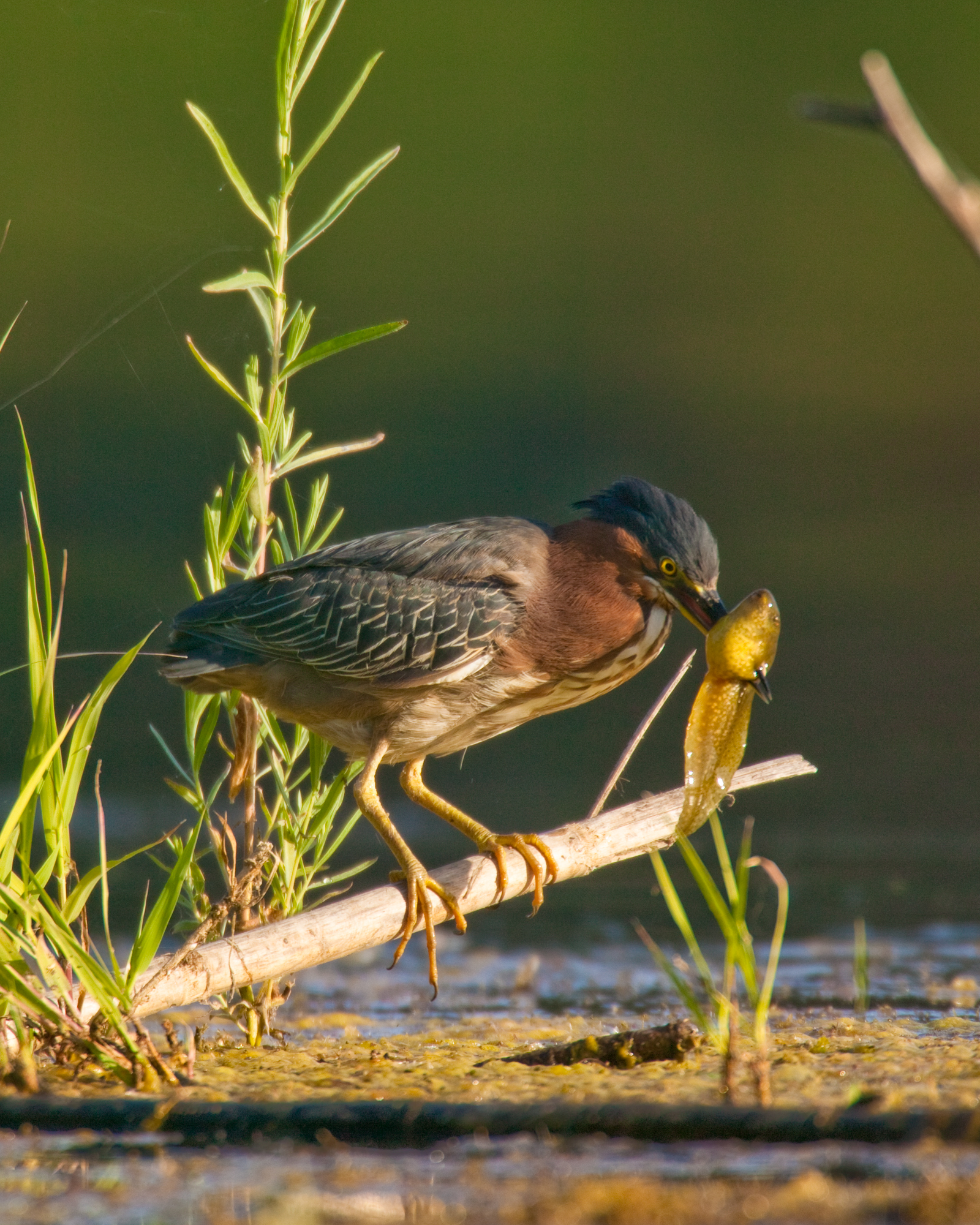 Green Heron..美洲绿鹭