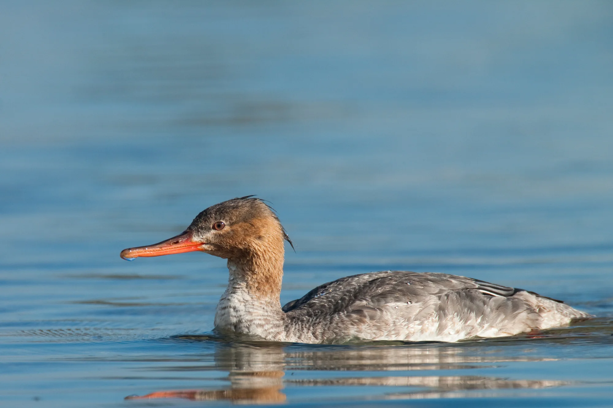 Red-breasted Merganser..红胸秋沙鸭