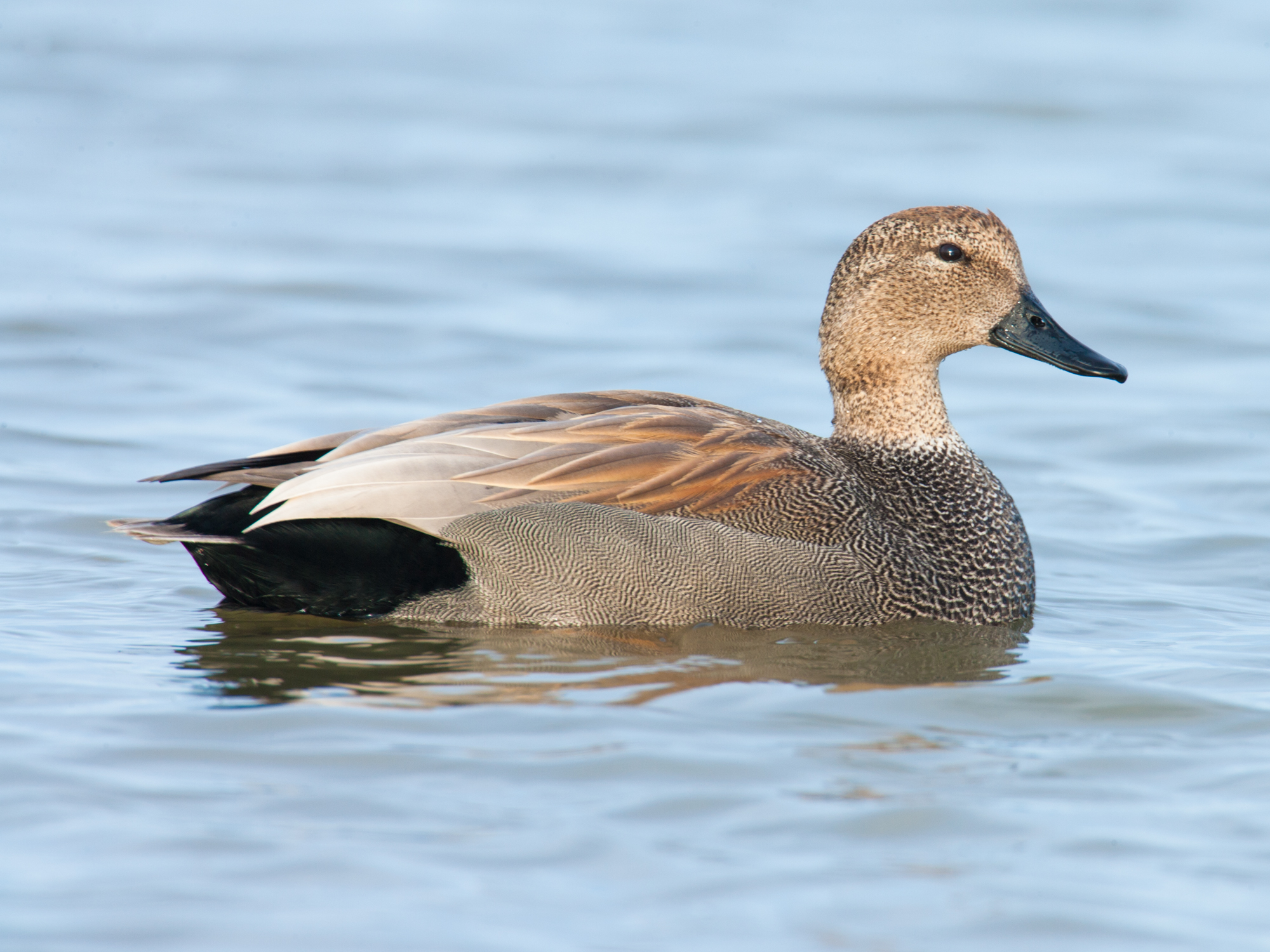 Gadwall..赤膀鸭	