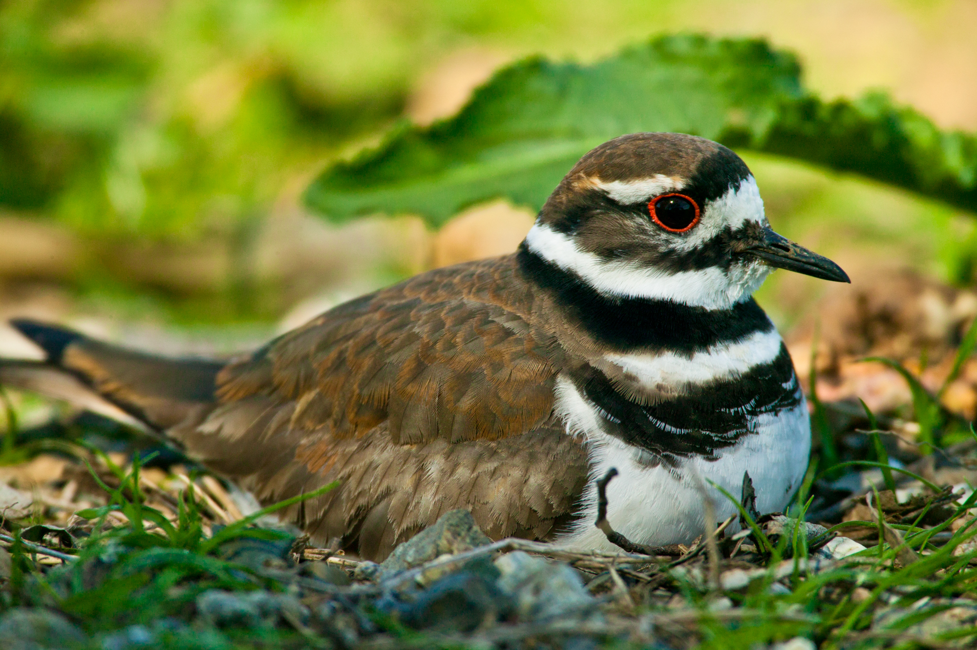 Killdeer..双领鸻	