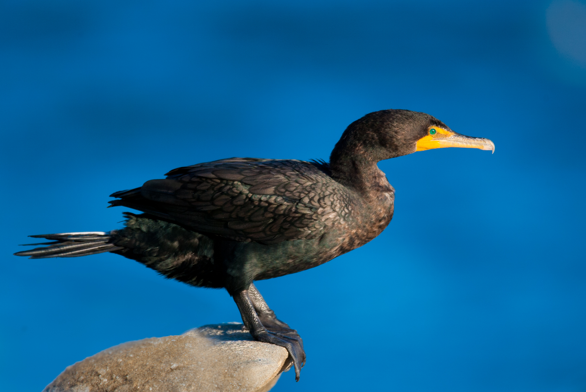 Double-crested Cormorant..角鸬鹚	