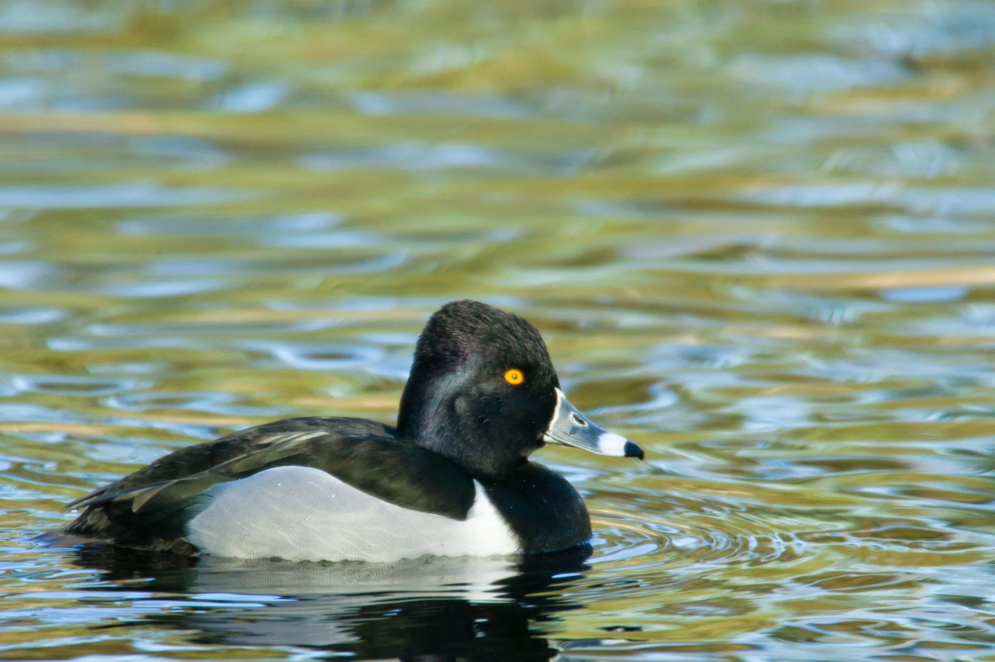 Ring-necked Duck..环颈潜鸭