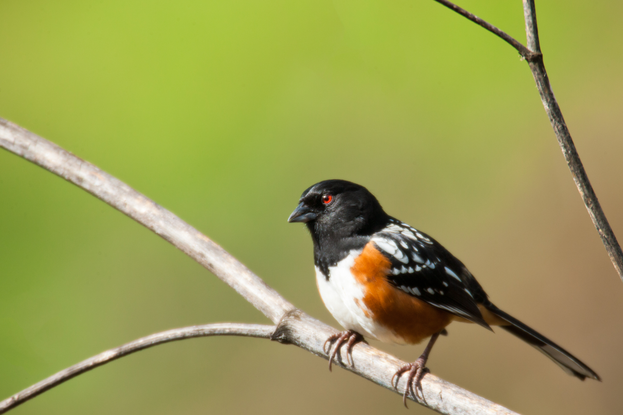 Spotted Towhee..斑唧鹀	