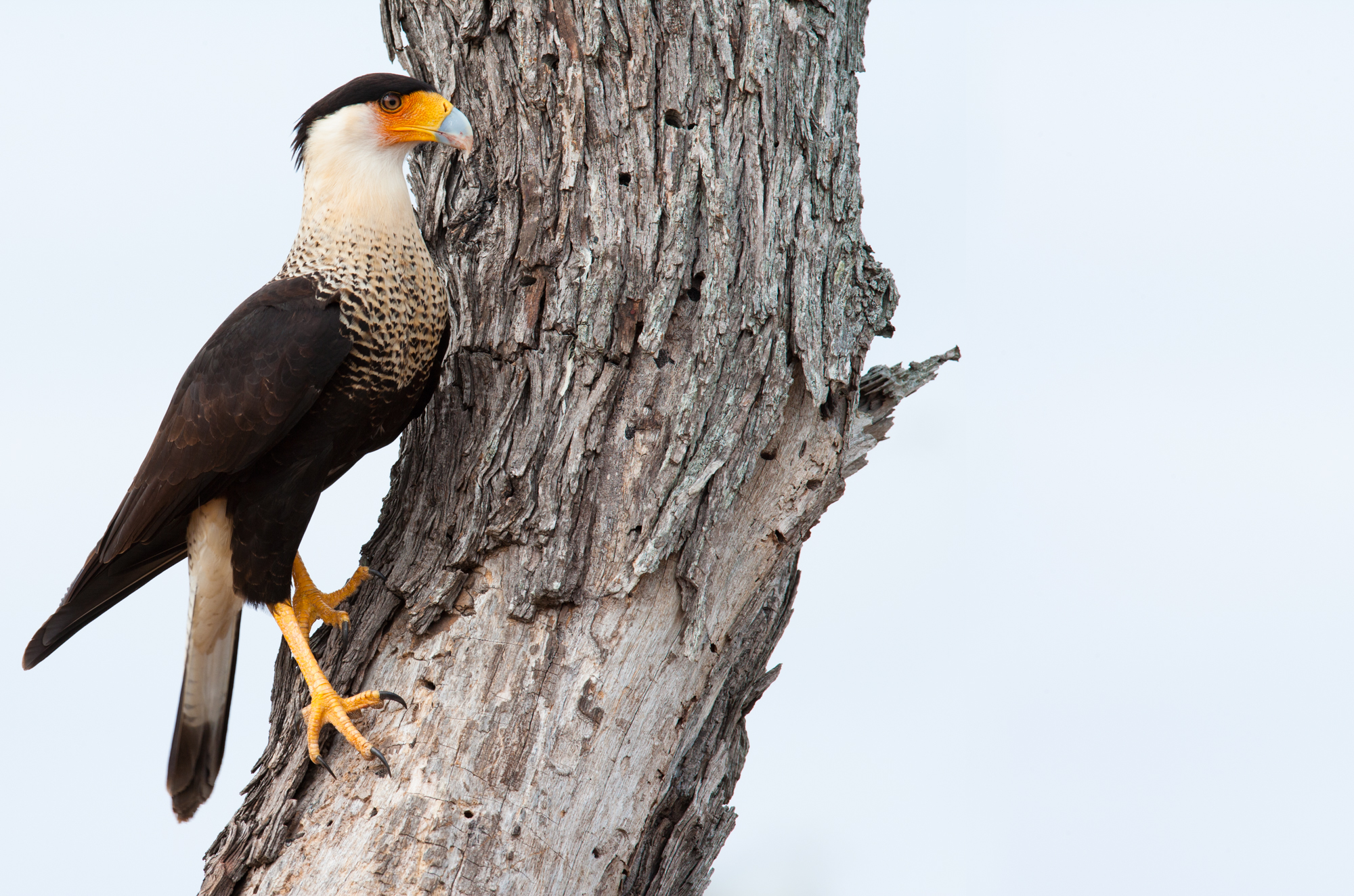 Crested Caracara..凤头巨隼