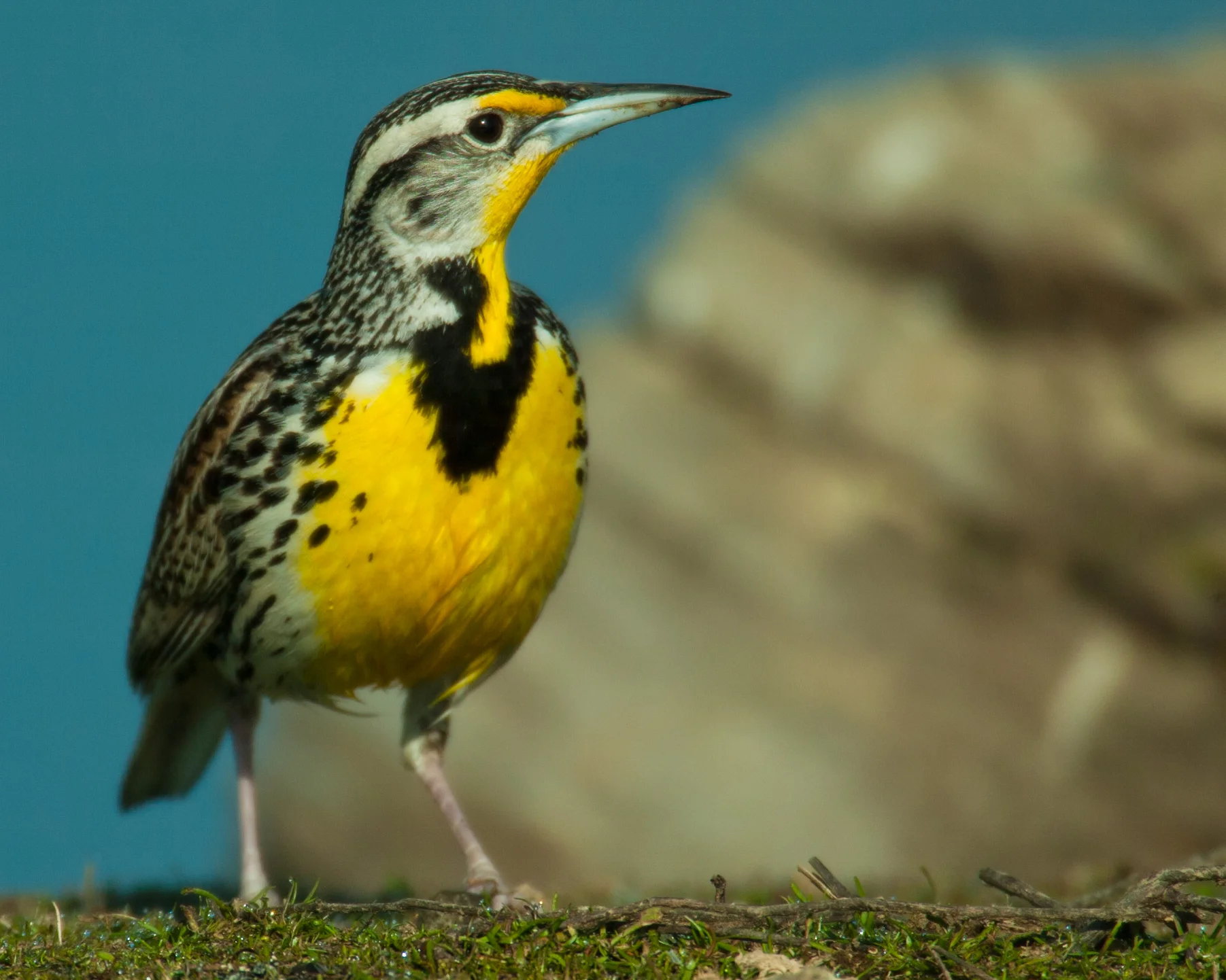 Western Meadowlark..西草地鹨