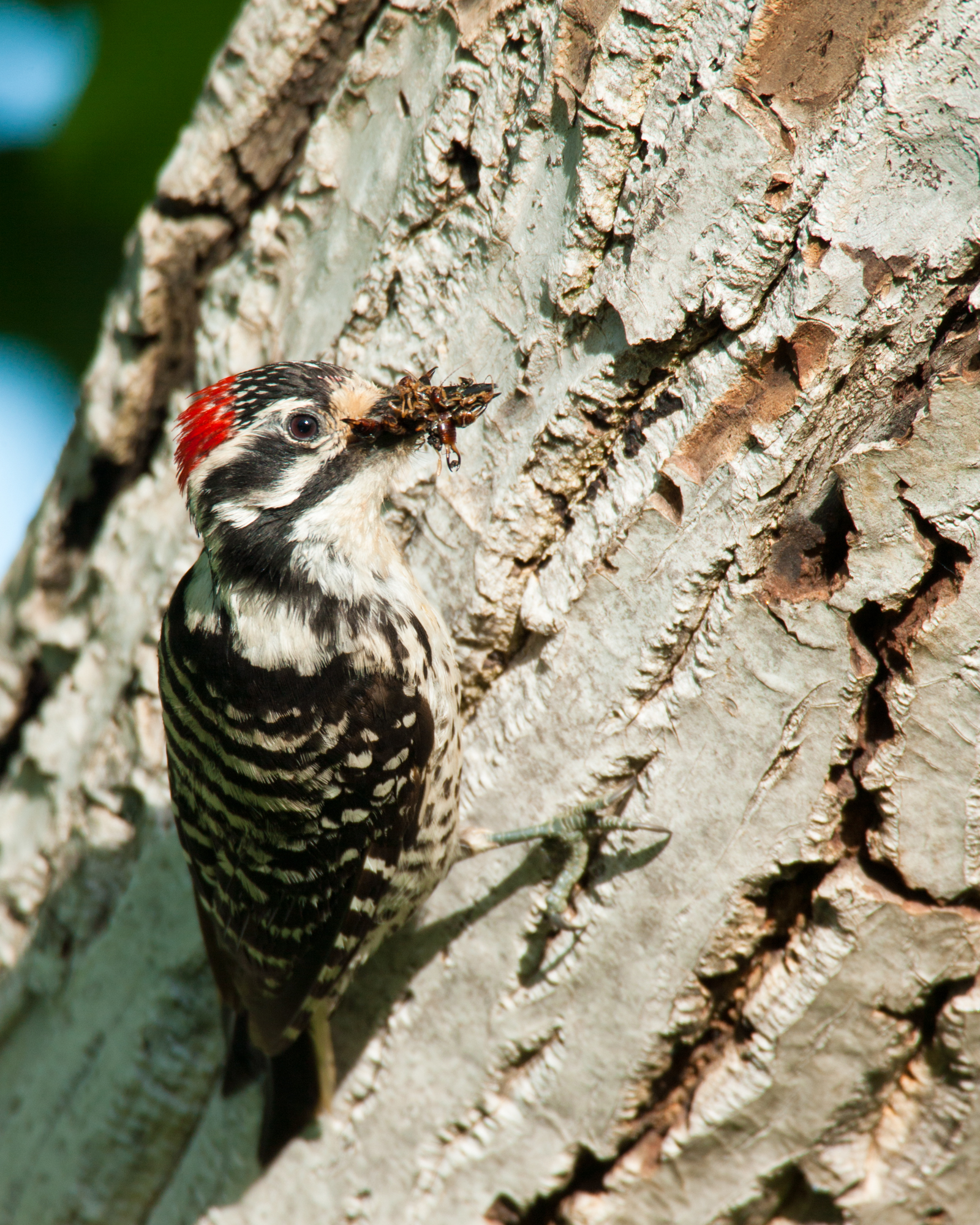 Nuttall's Woodpecker..加州啄木鸟