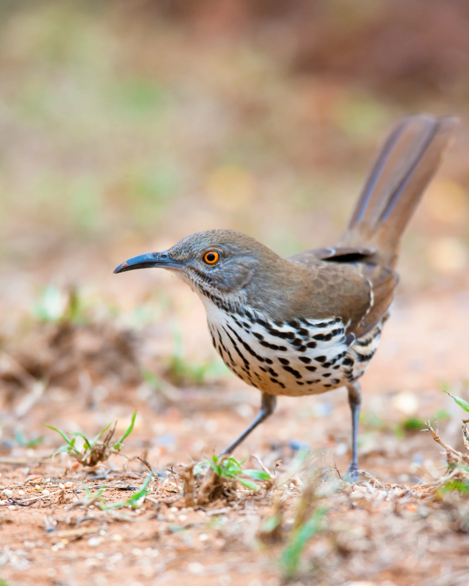 Long-billed Thrasher..长弯嘴嘲鸫