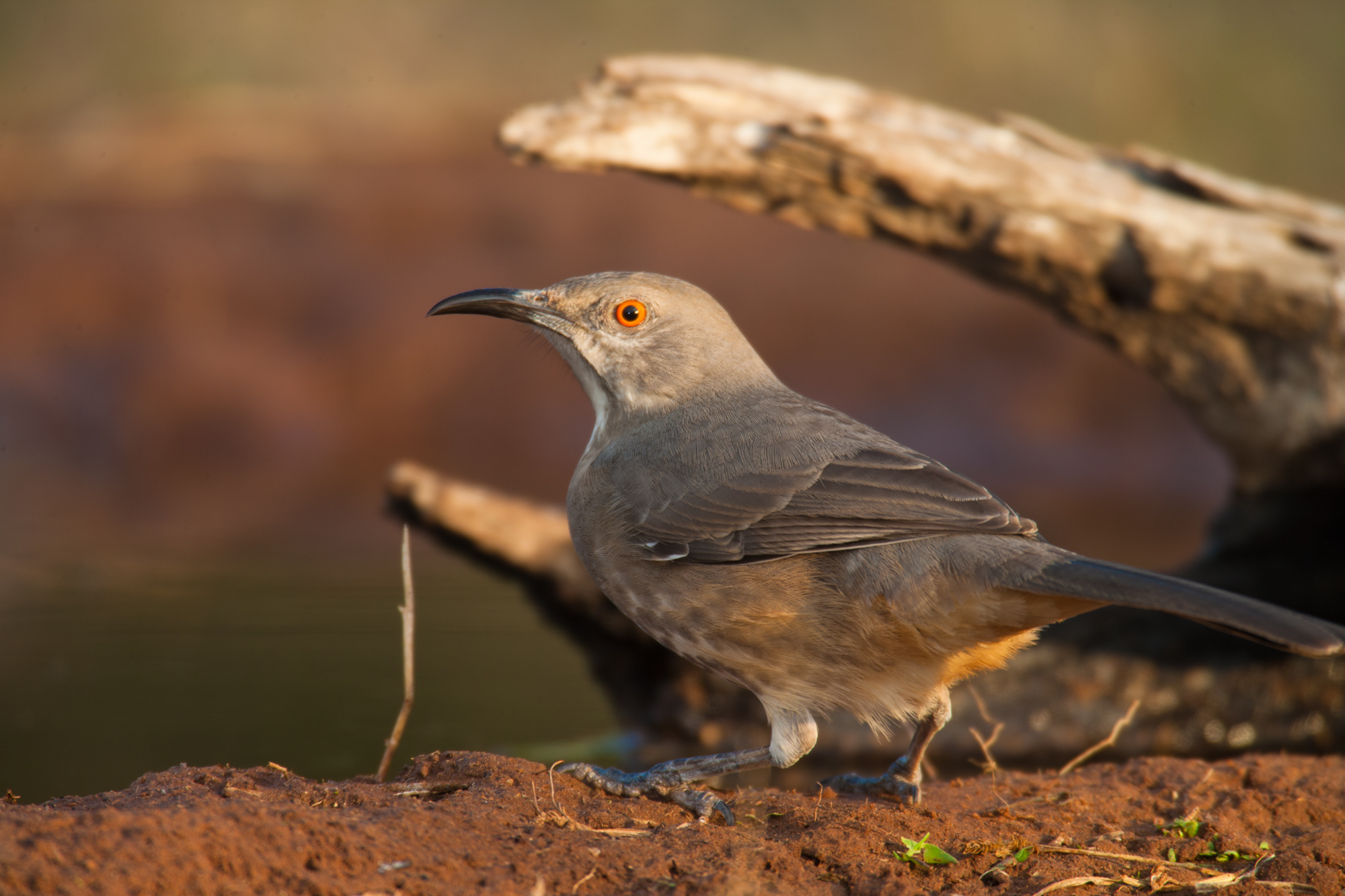 Curve-billed Thrasher..弯嘴嘲鸫	