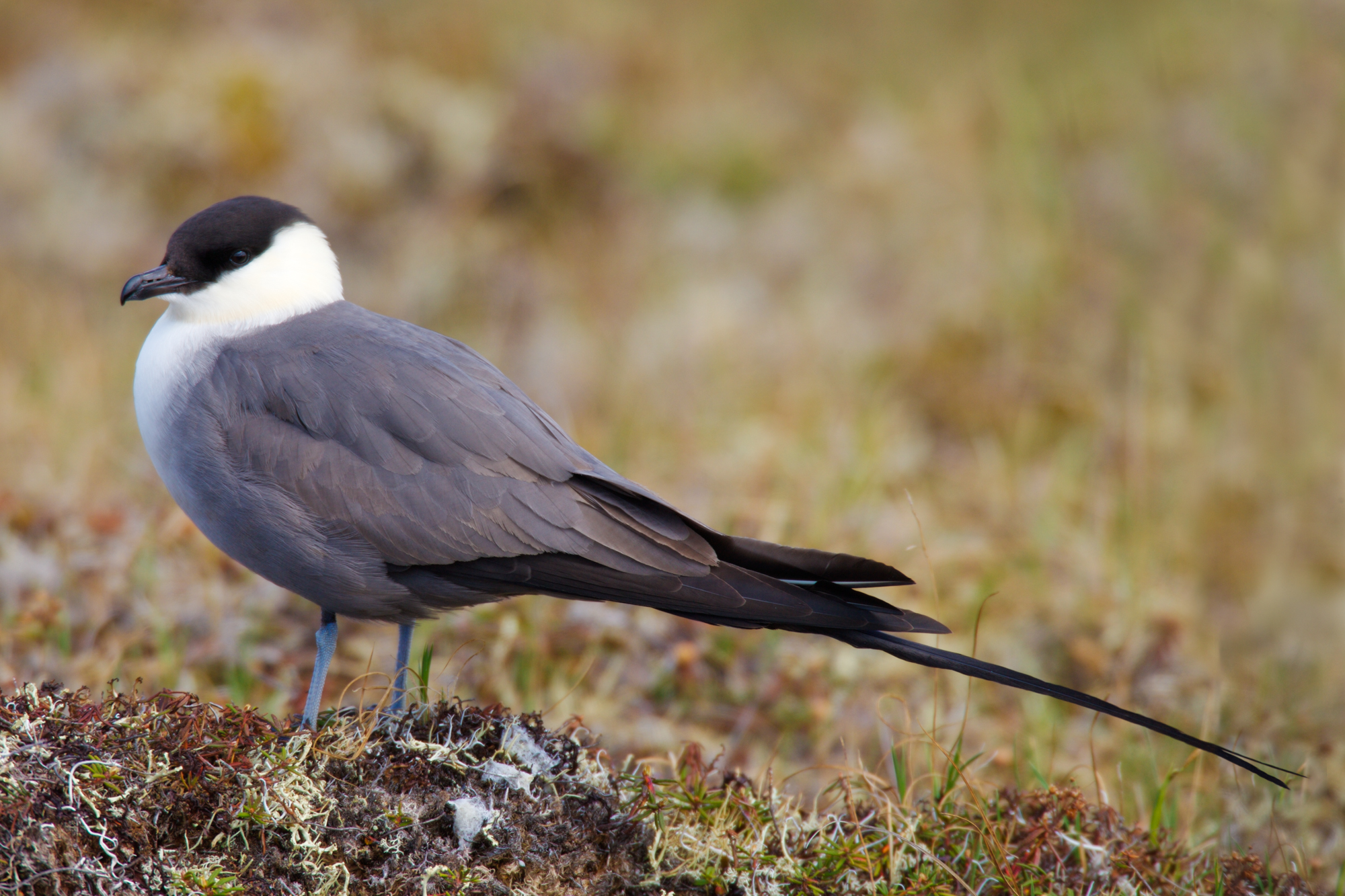 Long-tailed Jaeger..长尾贼鸥	