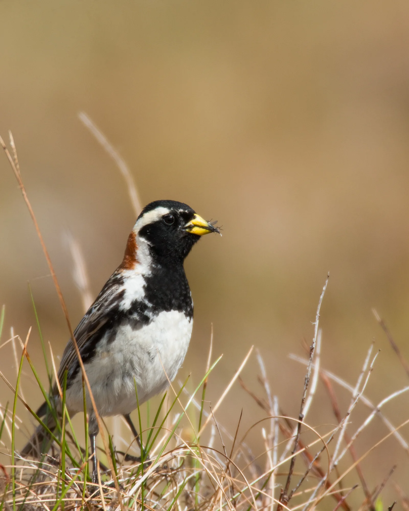 Lapland Longspur, male..雄性铁爪鹀