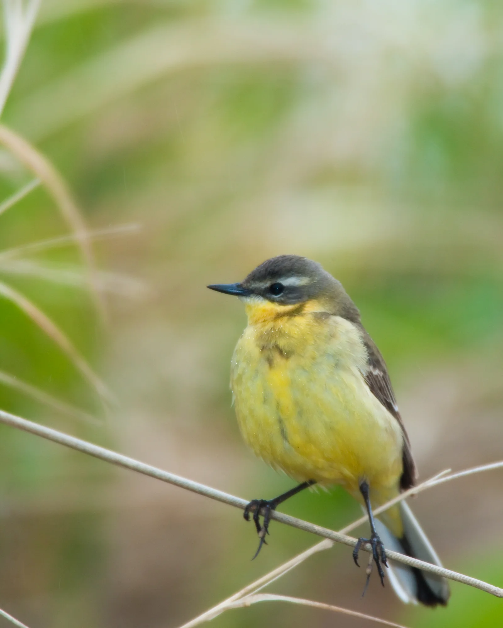Eastern Yellow Wagtail, female..雌性黄鹡鸰