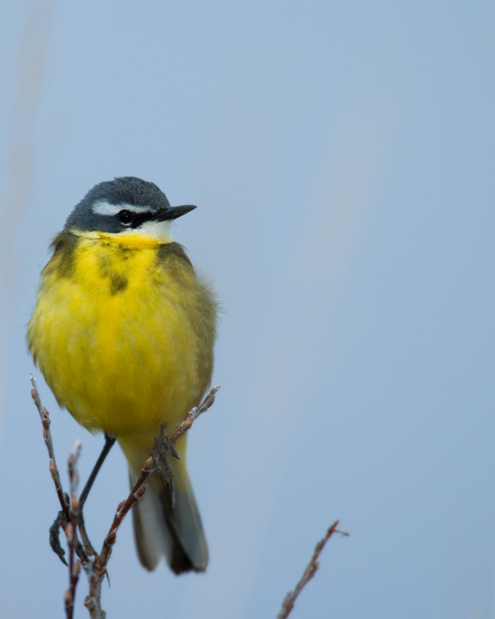 Eastern Yellow Wagtail, male..雄性黄鹡鸰	