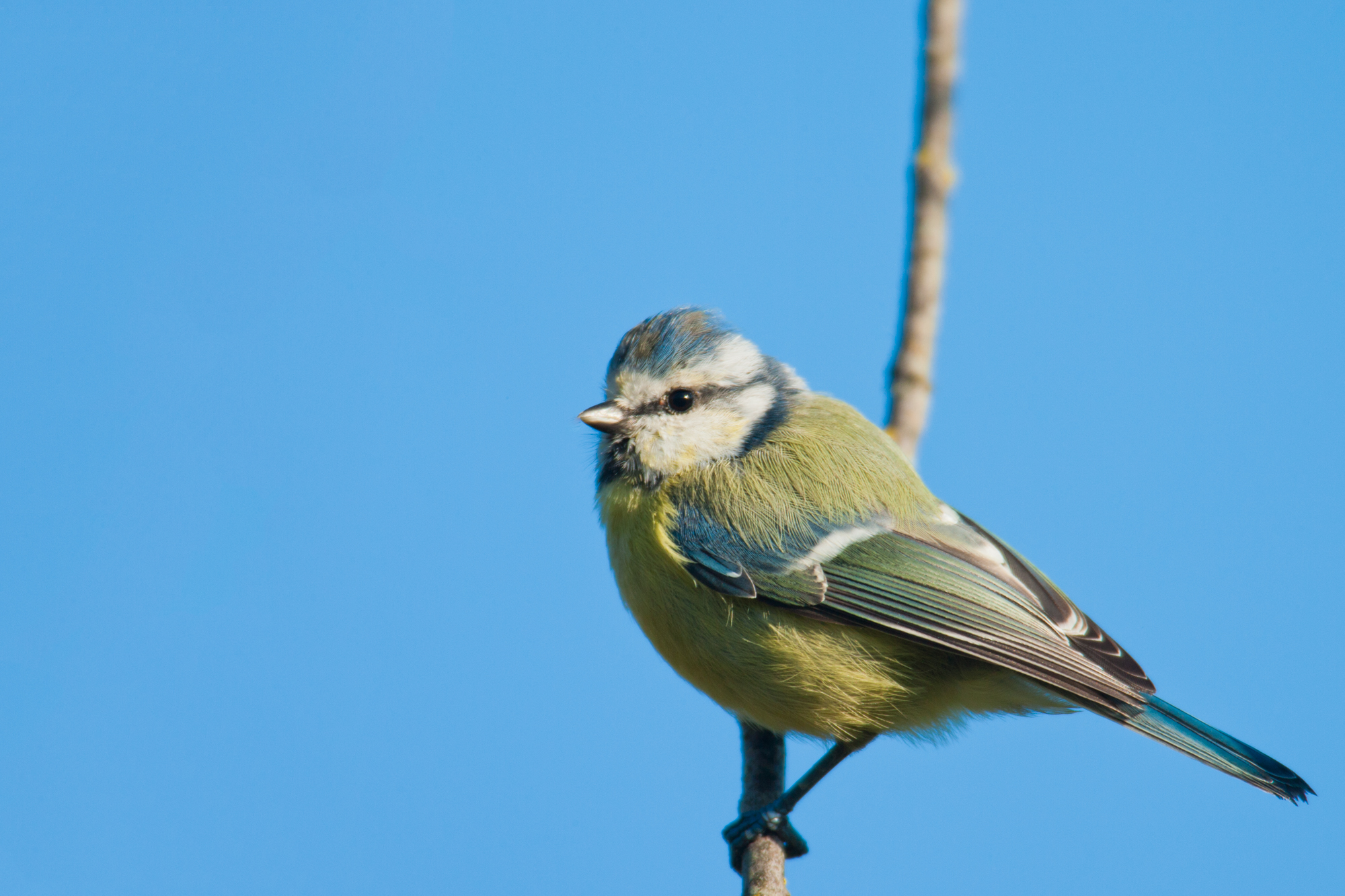 Blue Tit..青山雀