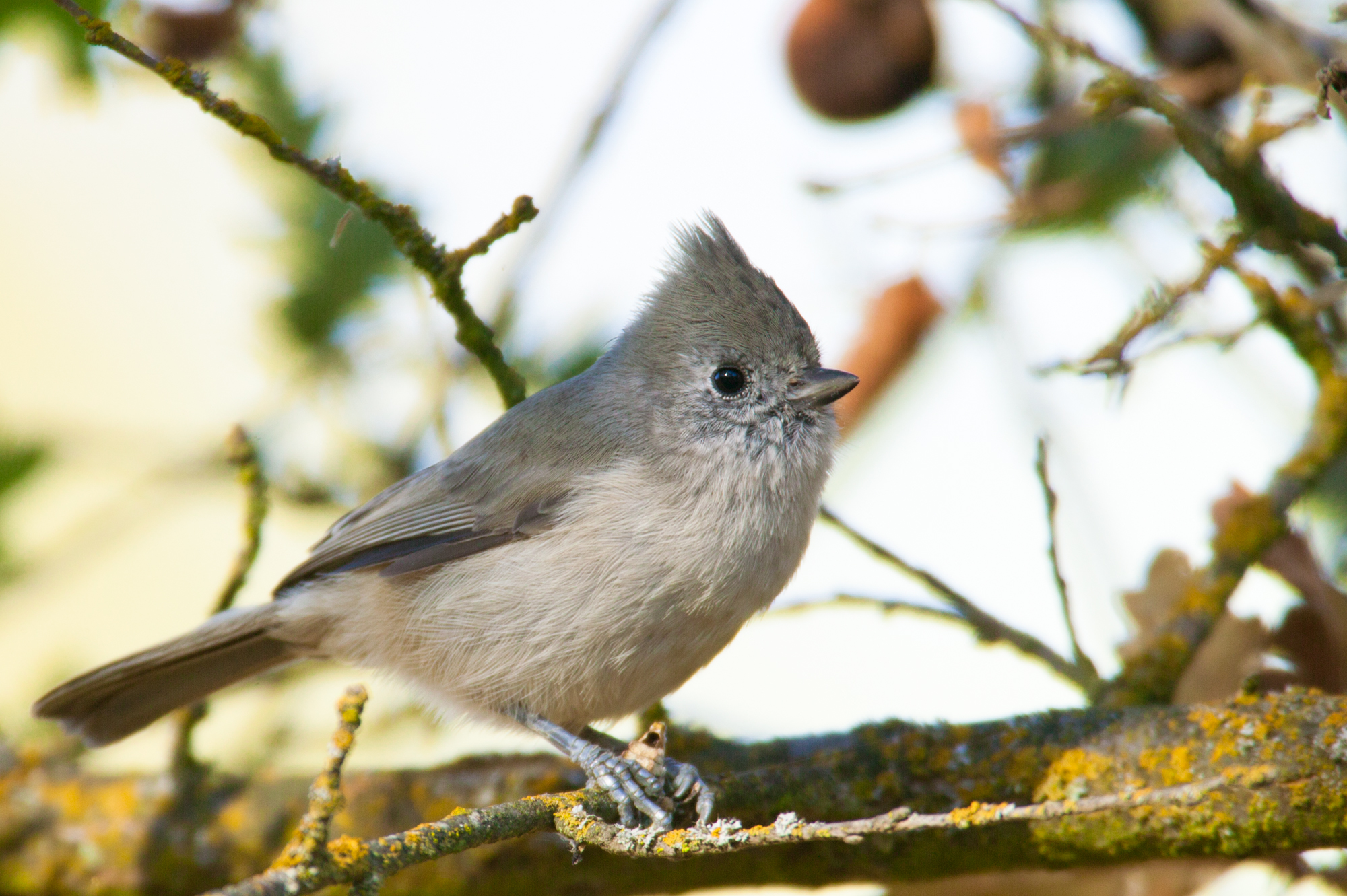 Oak Titmouse..纯色冠山雀