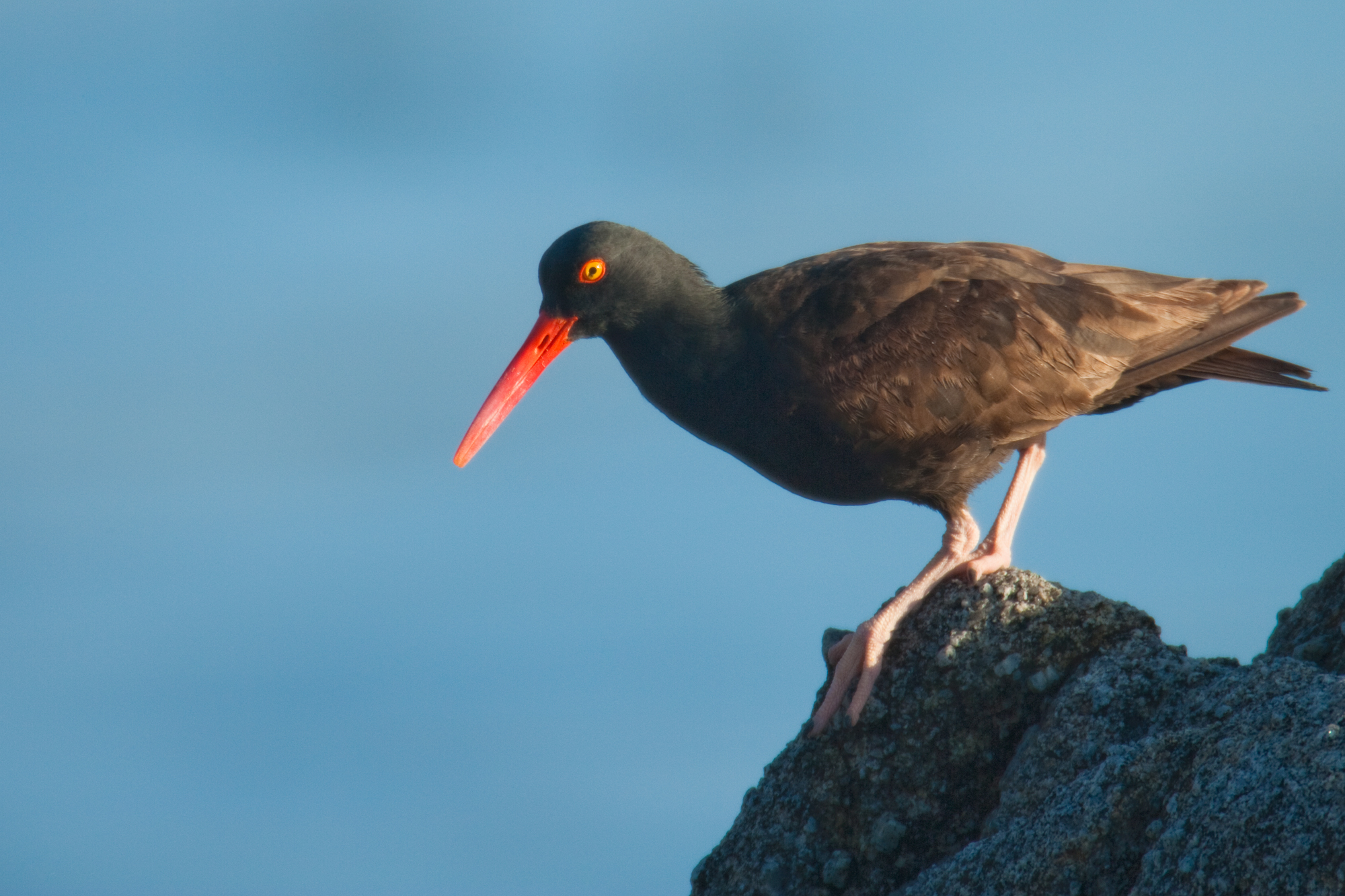 Black Oystercatcher..北美蛎鹬	