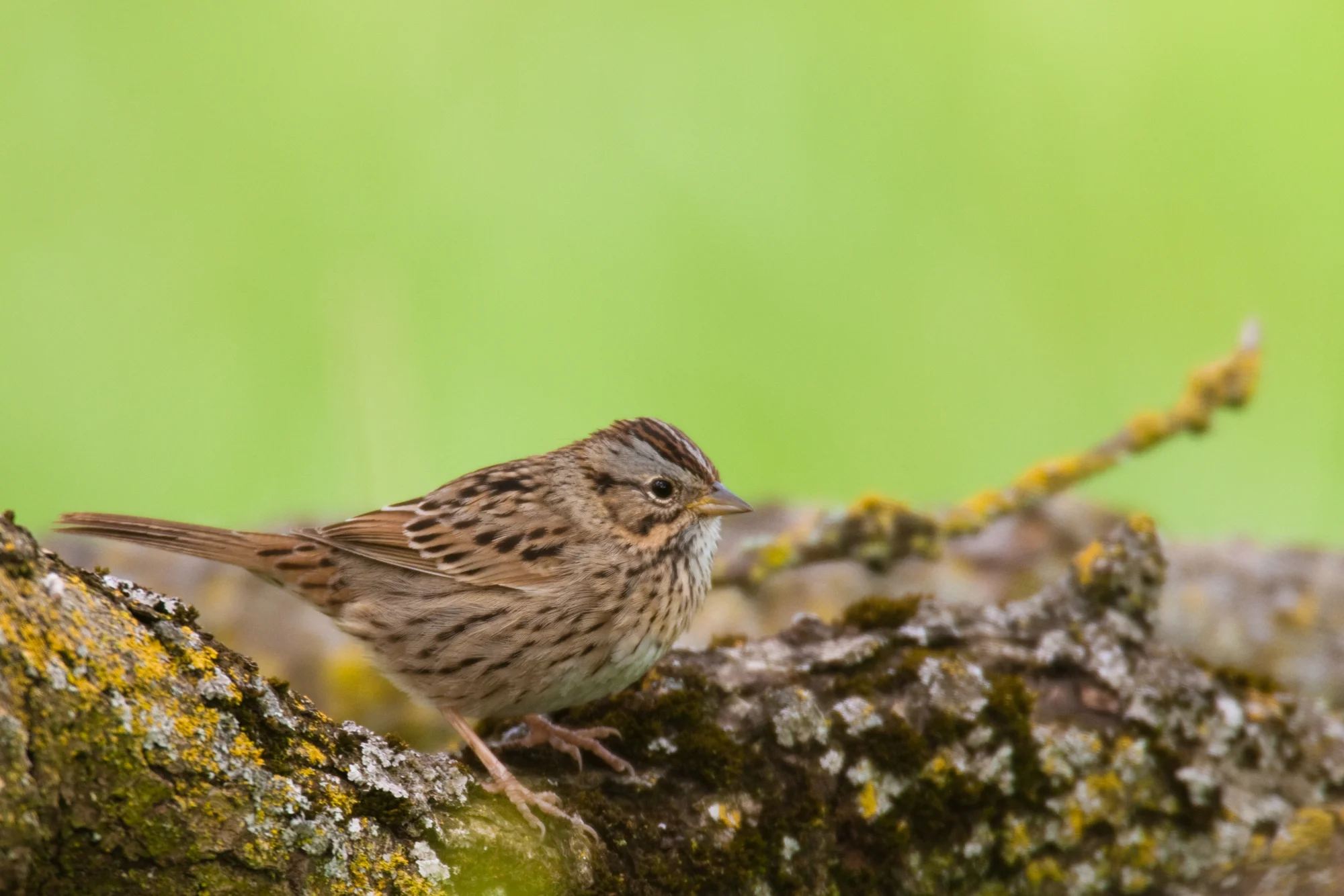 Lincoln's Sparrow..林氏带鹀