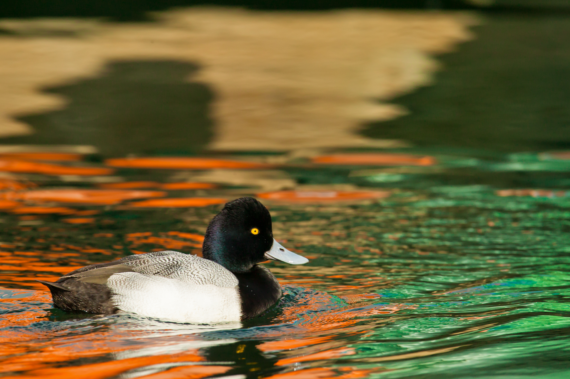Lesser Scaup, male..雄性小潜鸭