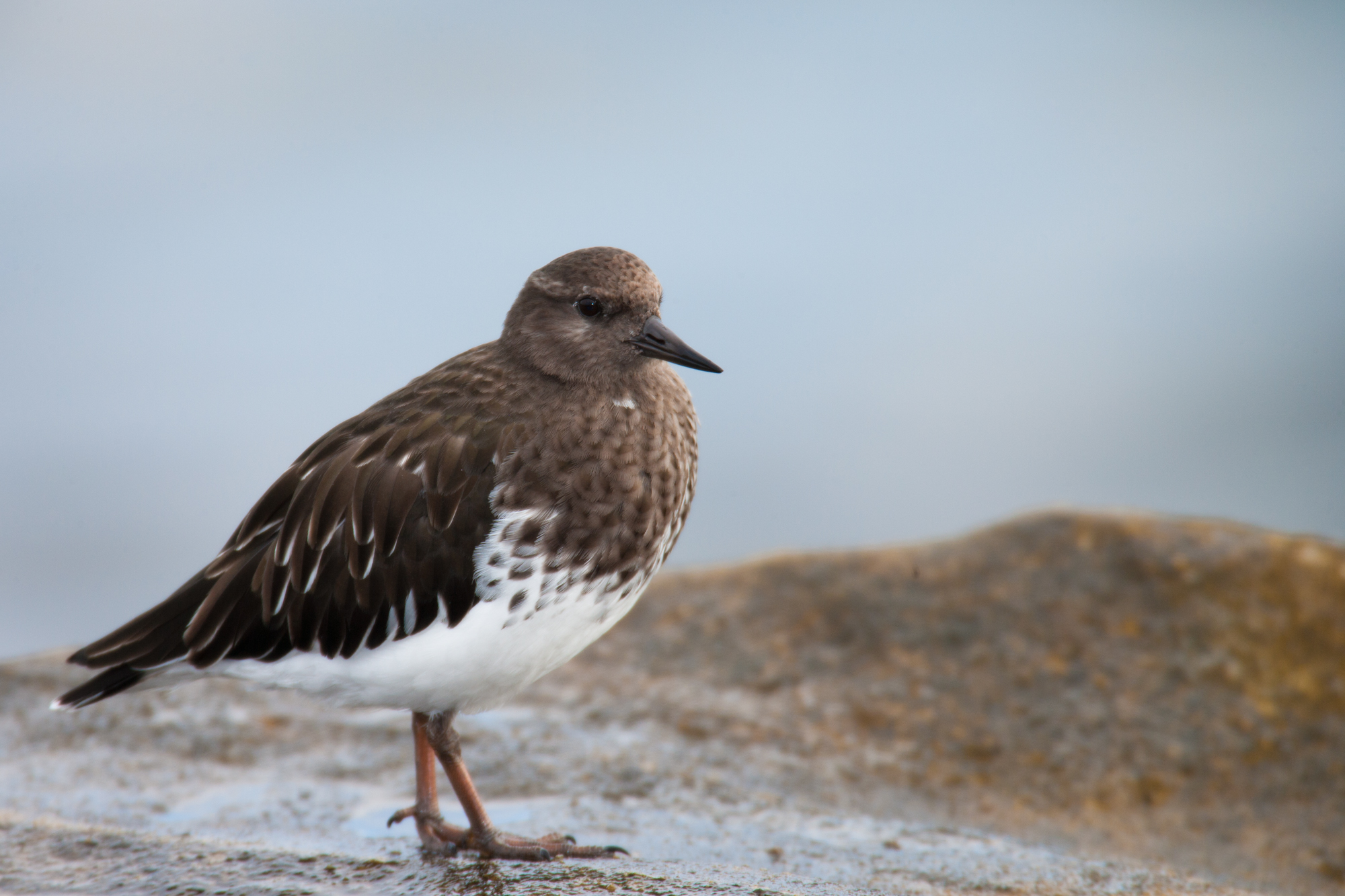 Black Turnstone..黑翻石鹬	