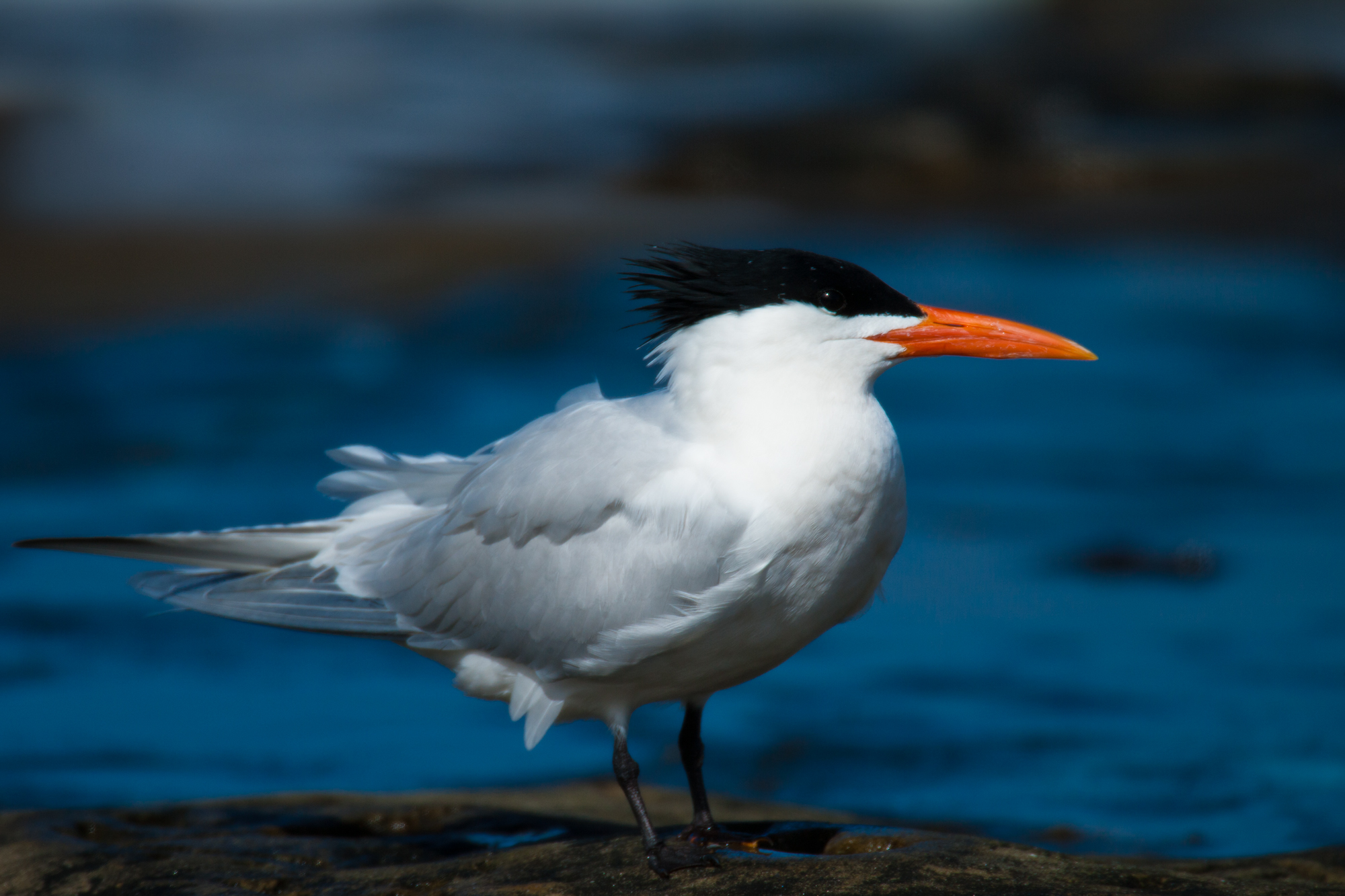 Royal Tern - Alternate Plumage..繁殖羽衣的橙嘴凤头燕鸥	