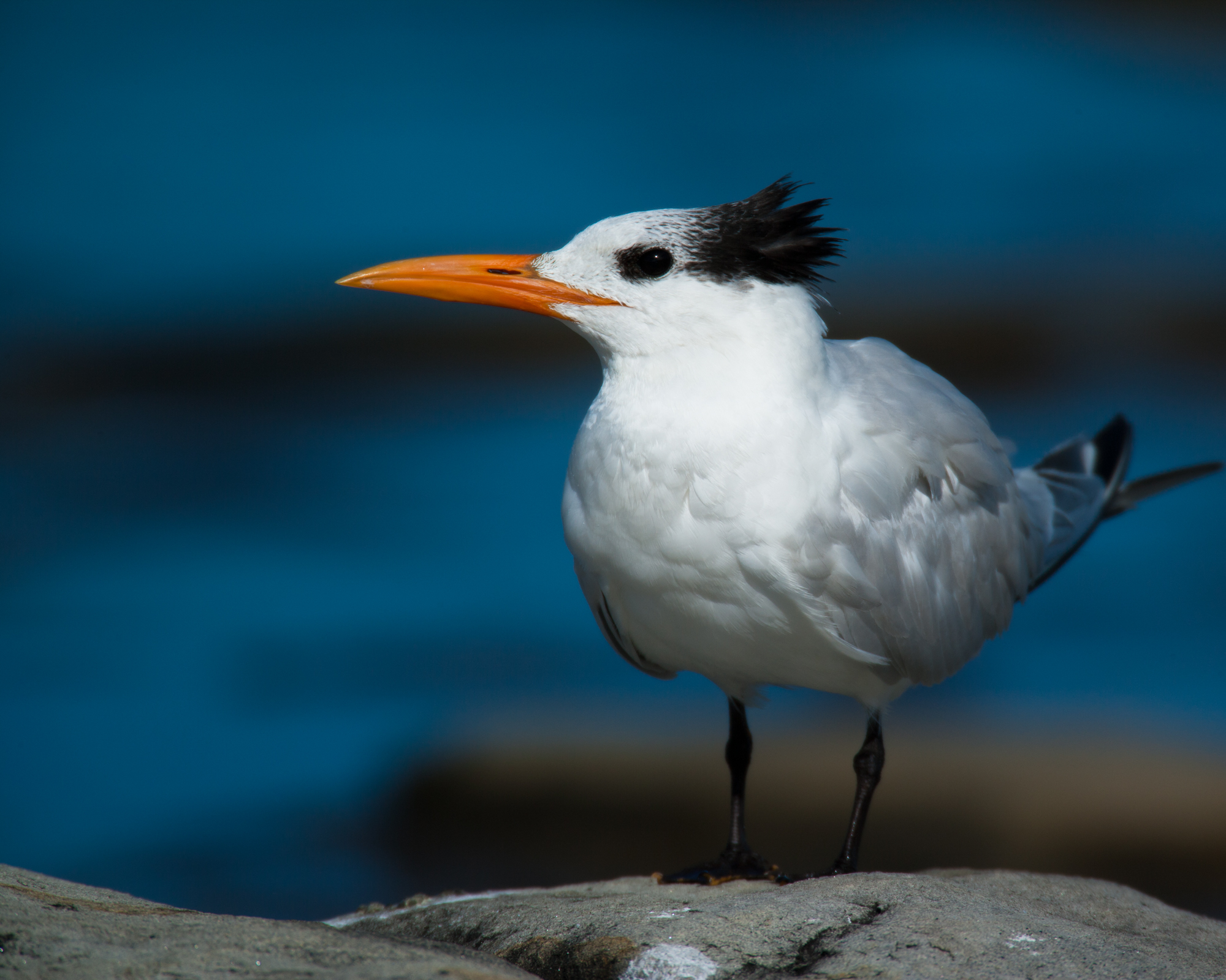 Royal Tern - Basic Plumage..基本羽衣的橙嘴凤头燕鸥	