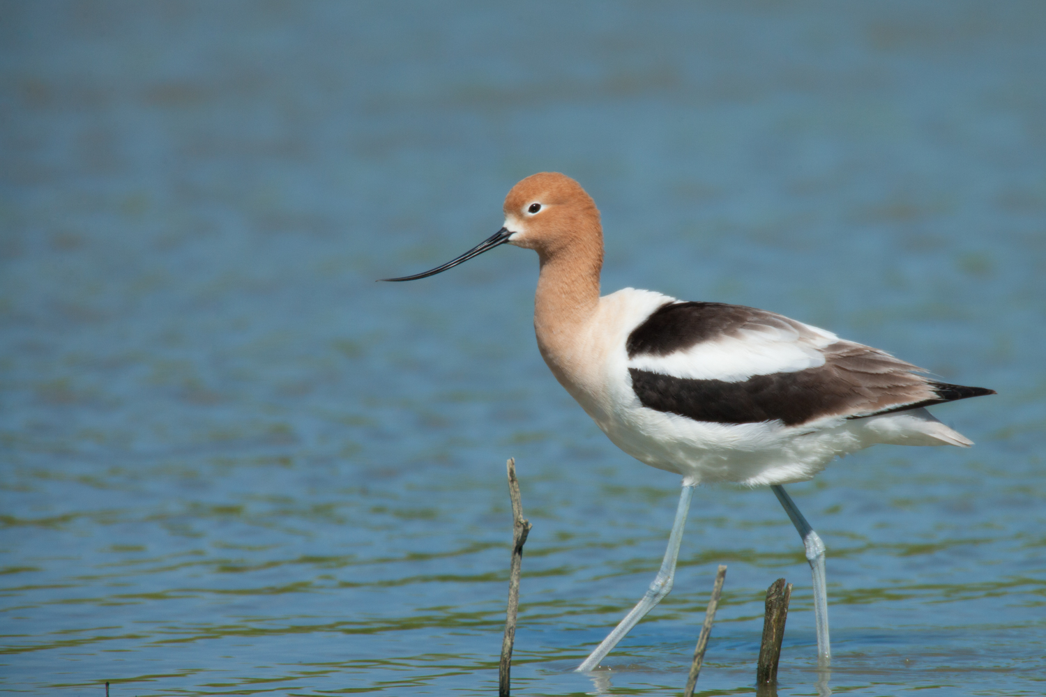 American Avocet - Alternate Plumage..繁殖羽的褐胸反嘴鹬