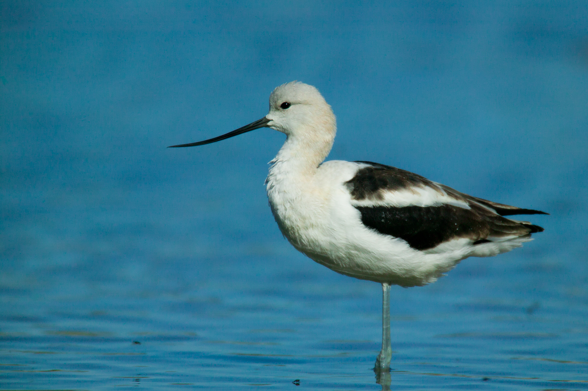 American Avocet - Basic Plumage..基羽的褐胸反嘴鹬