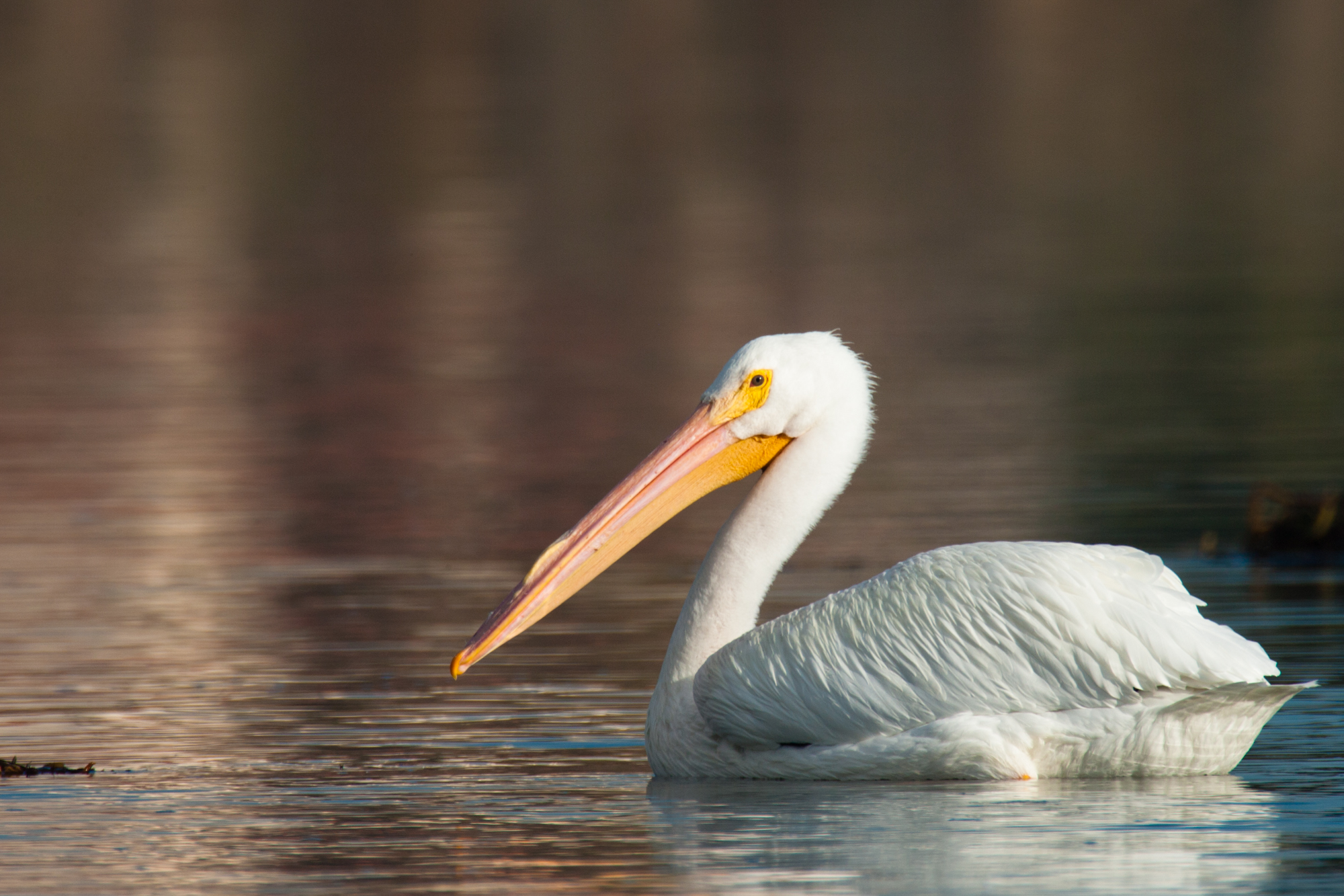 American White Pelican..美洲鹈鹕	