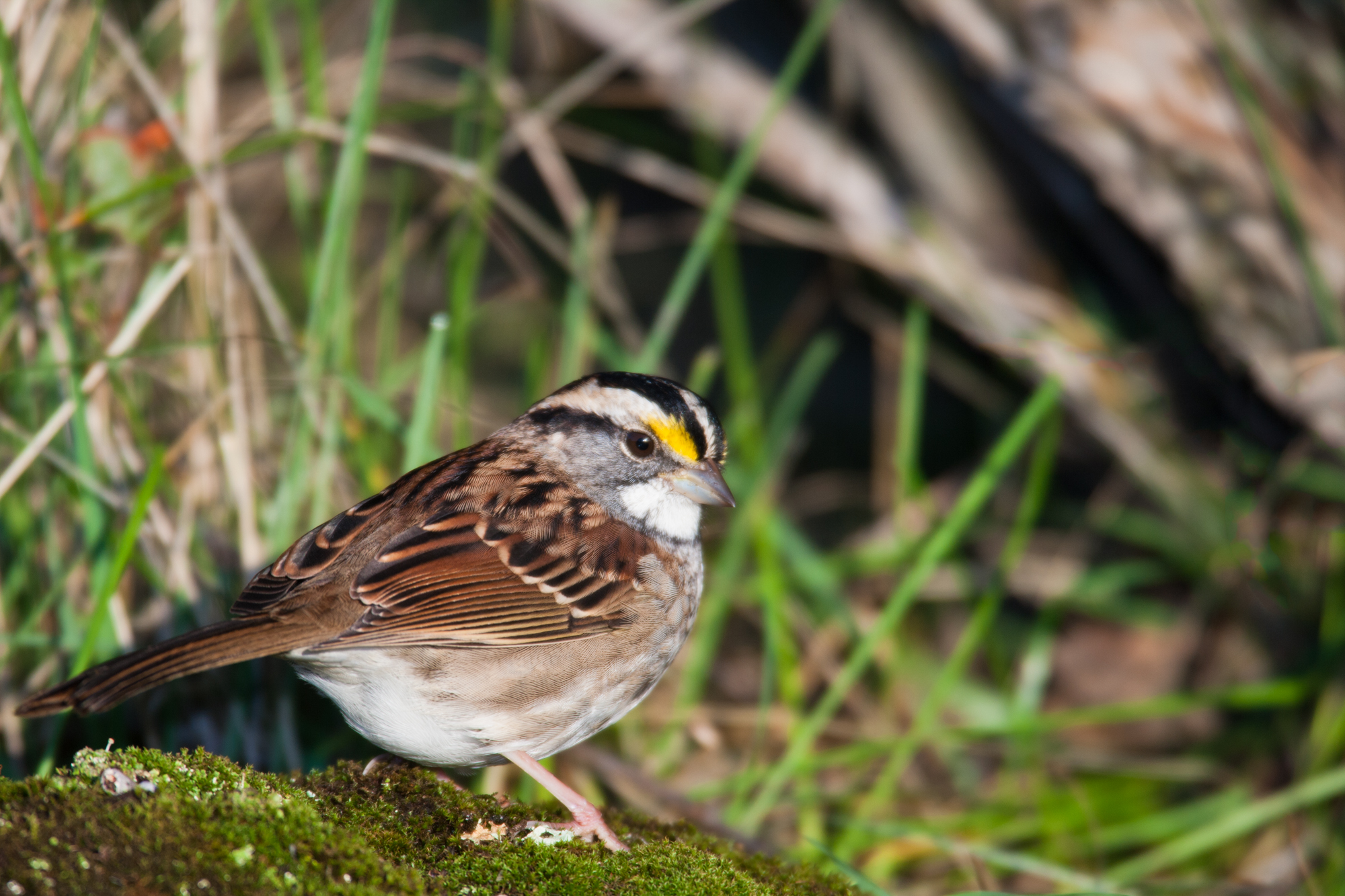 White-throated Sparrow..白喉带鹀