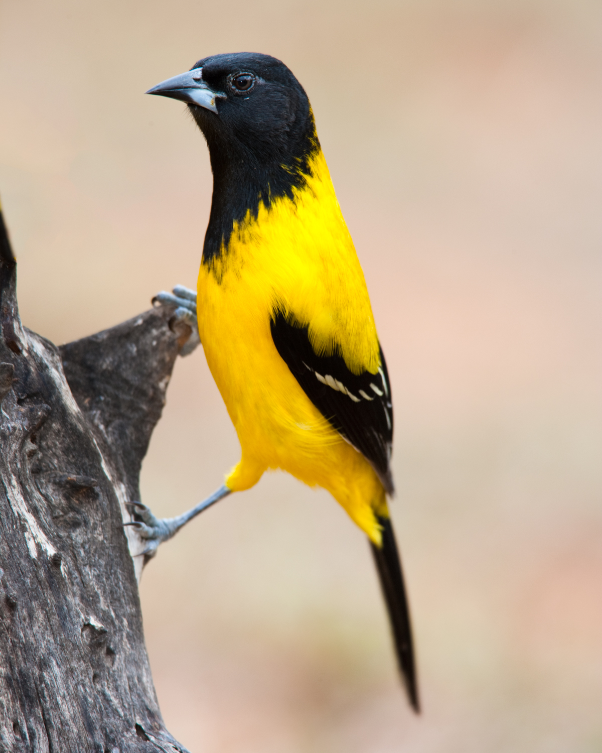 Audubon's Oriole..黑头拟鹂