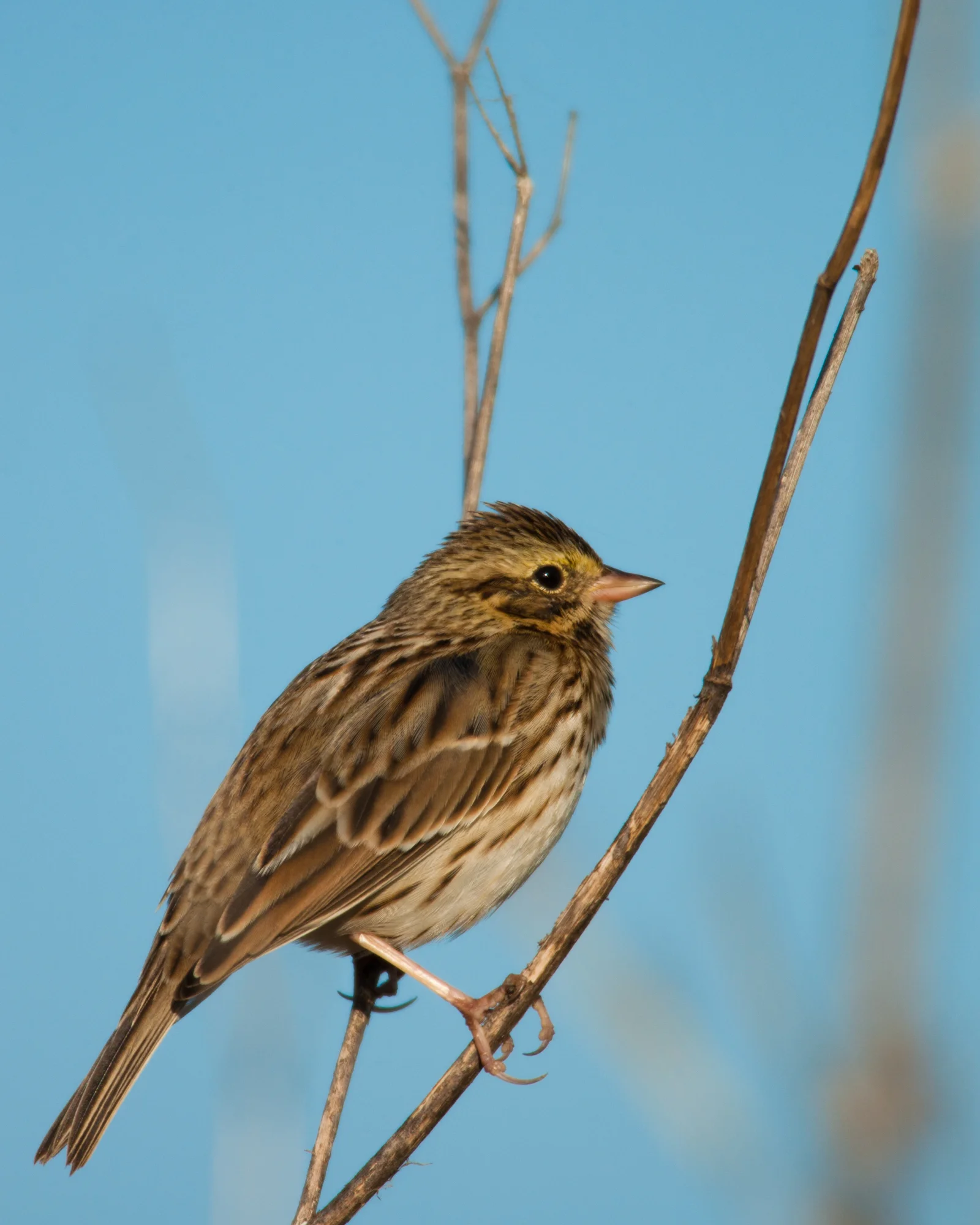 Savannah Sparrow..稀树草鹀
