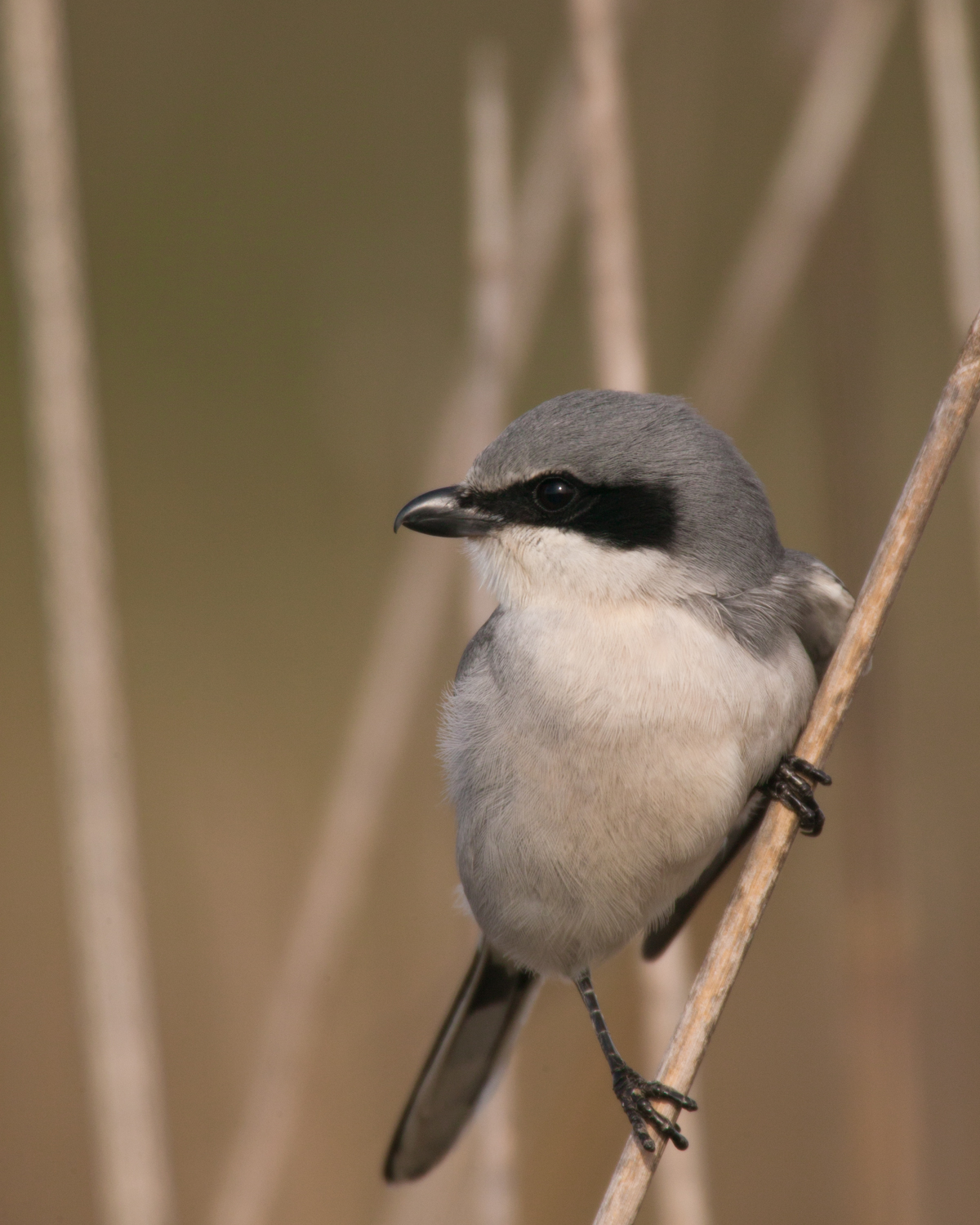 Loggerhead Shrike..呆头伯劳