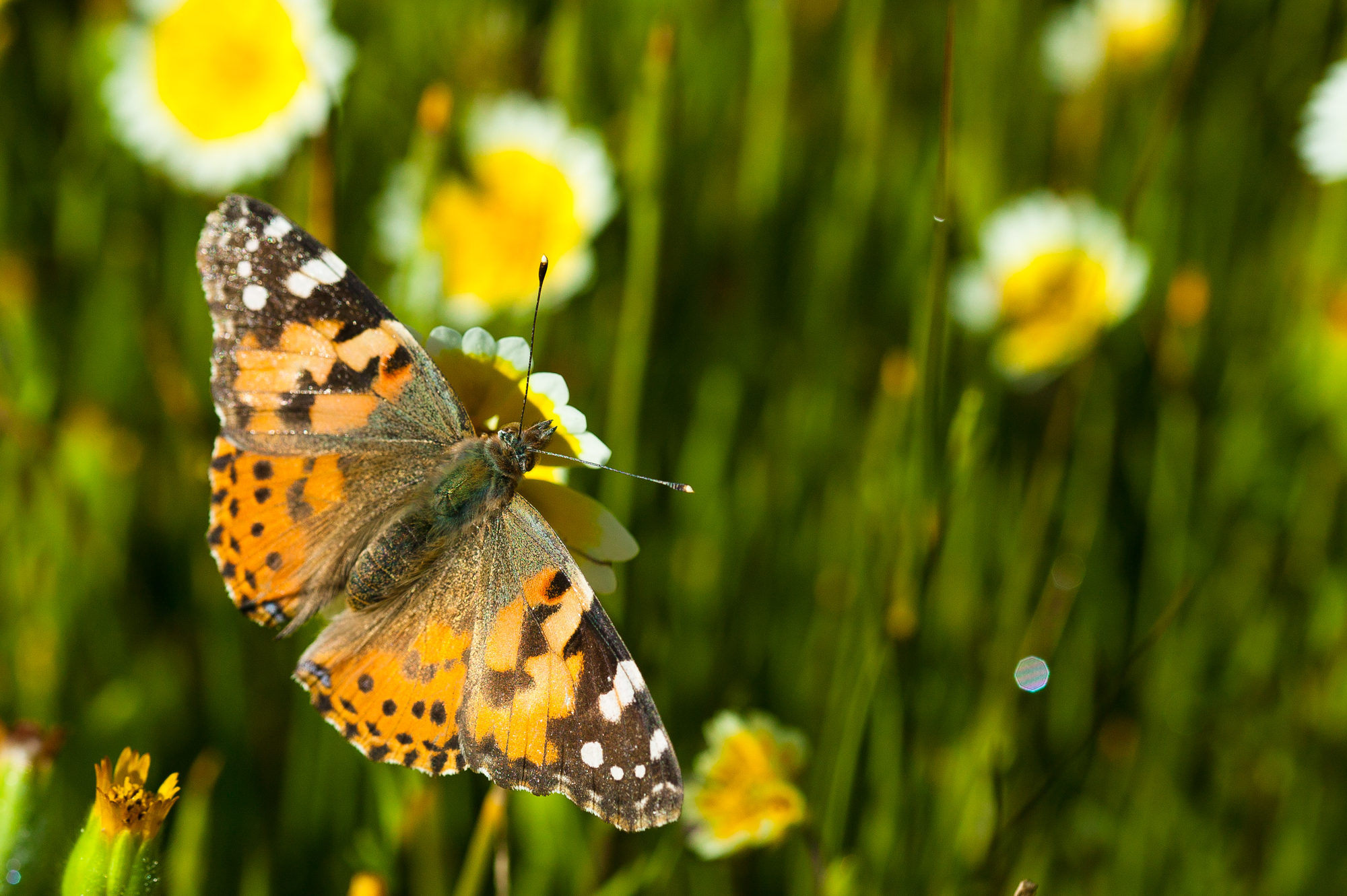 Painted Lady - Vanessa Cardui