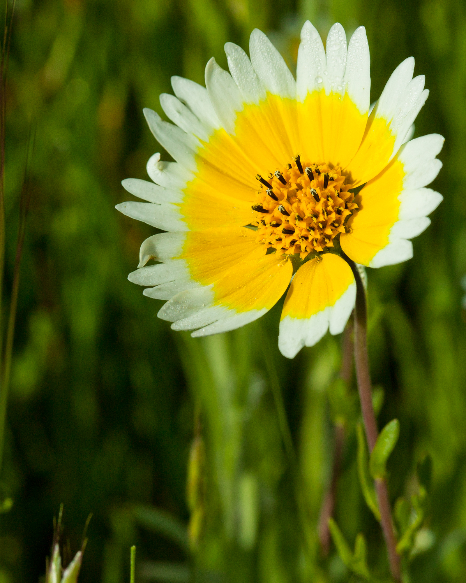 Tidy Tips - Layia platyglossa