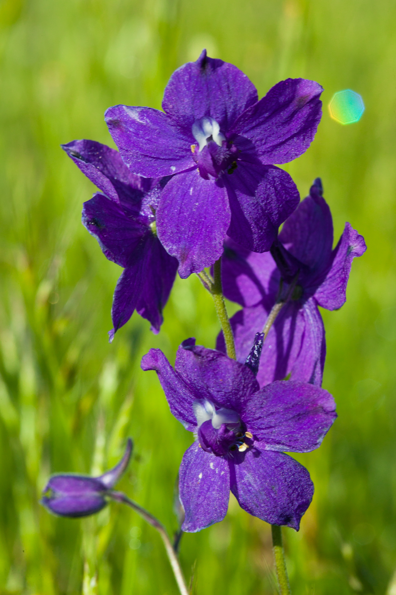 Larkspur - Delphinium sp.