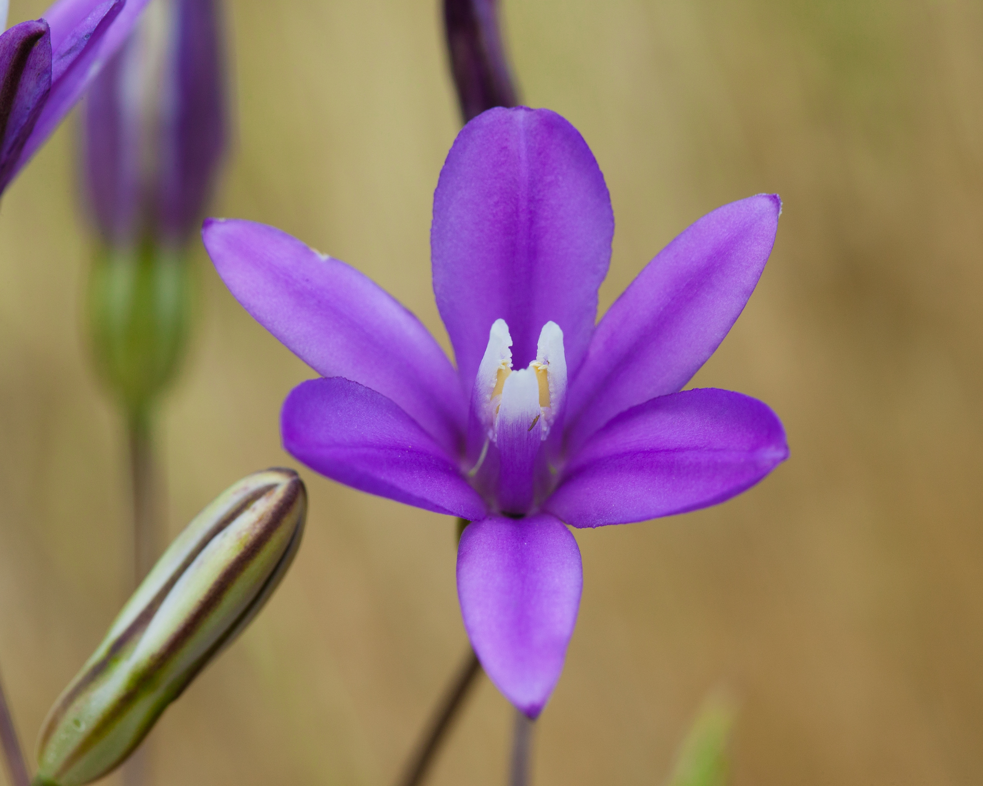 Brodiaea sp.