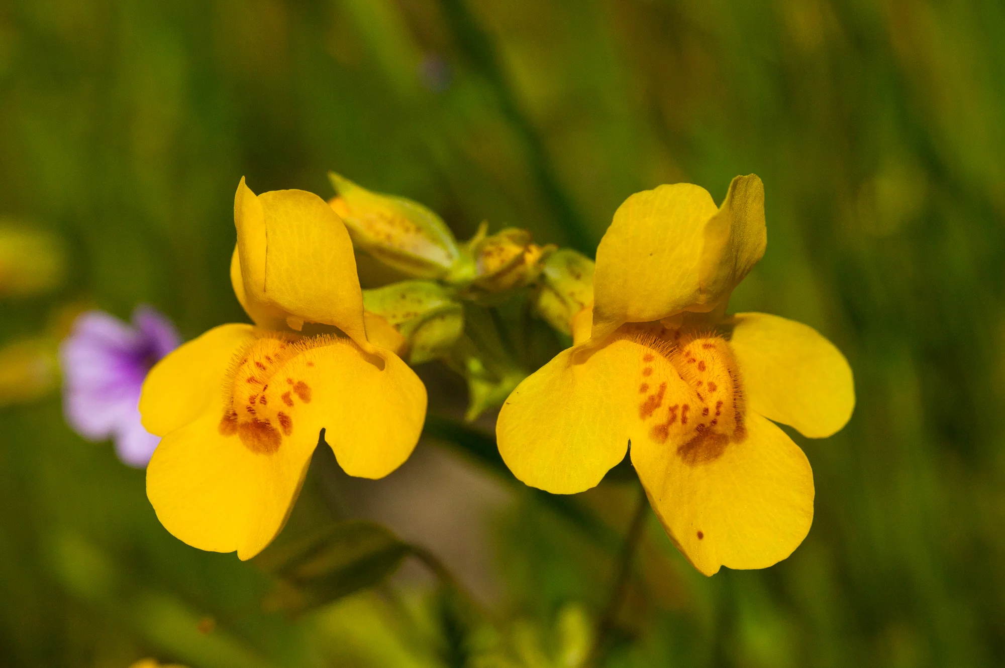 Seep-spring Monkeyflower - Erythranthe guttata