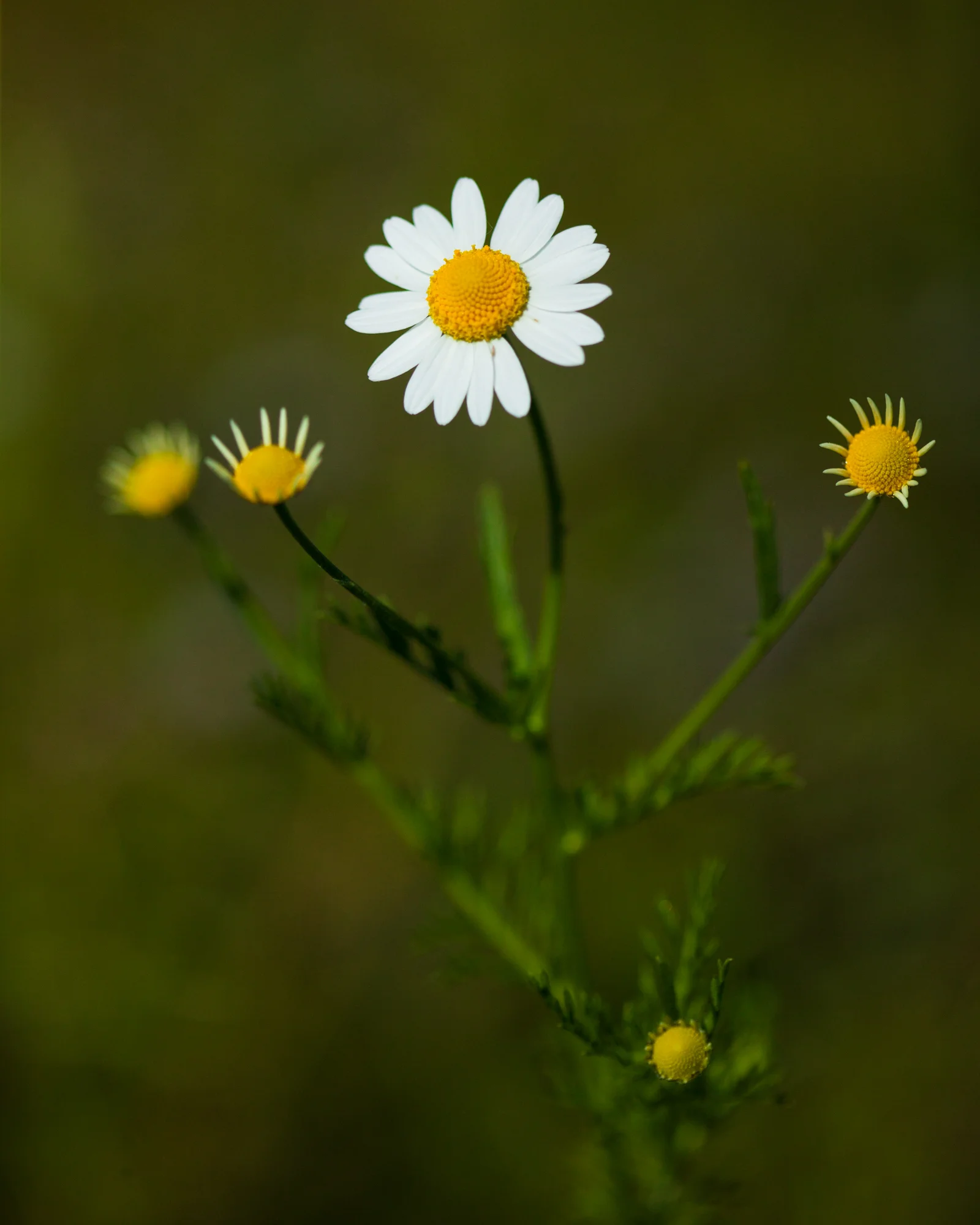 Mayweed - Anthemis cotula