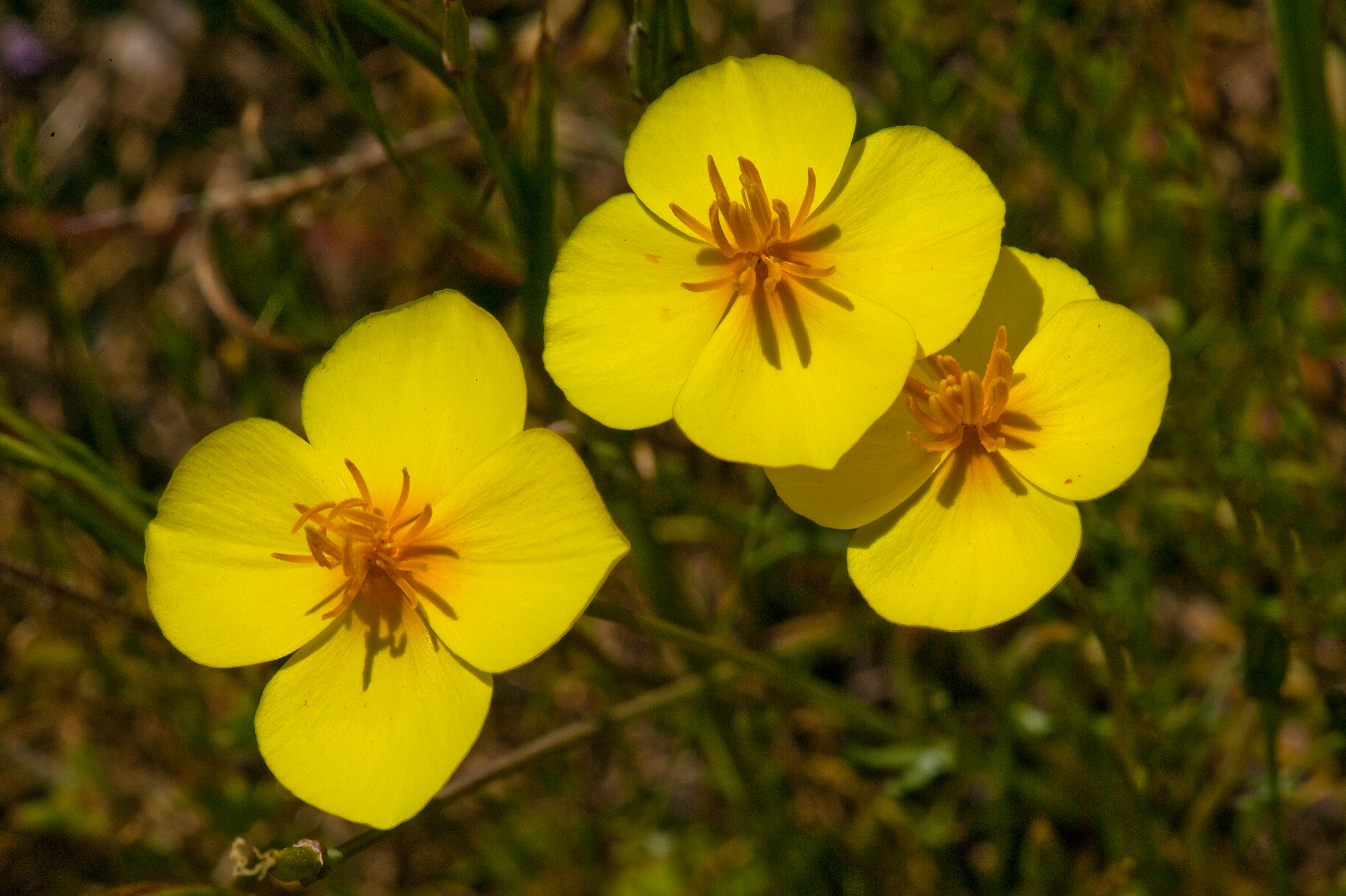 Frying Pan Poppy - Eschscholzia lobbii