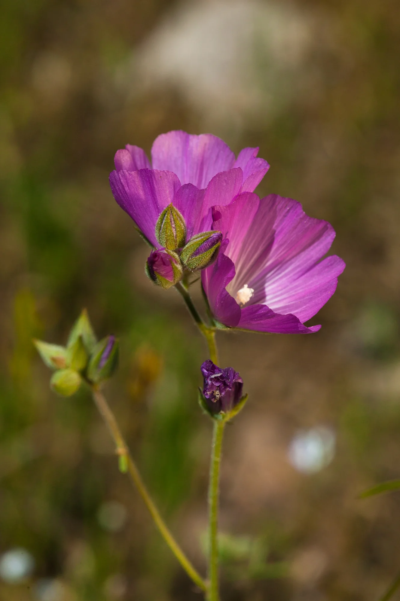 Checker Mallow - Sidalcea sp.