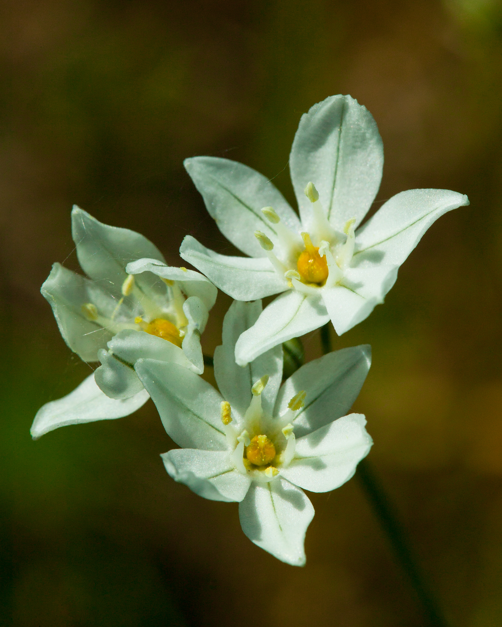 White brodiaea - Triteleia hyacinthina